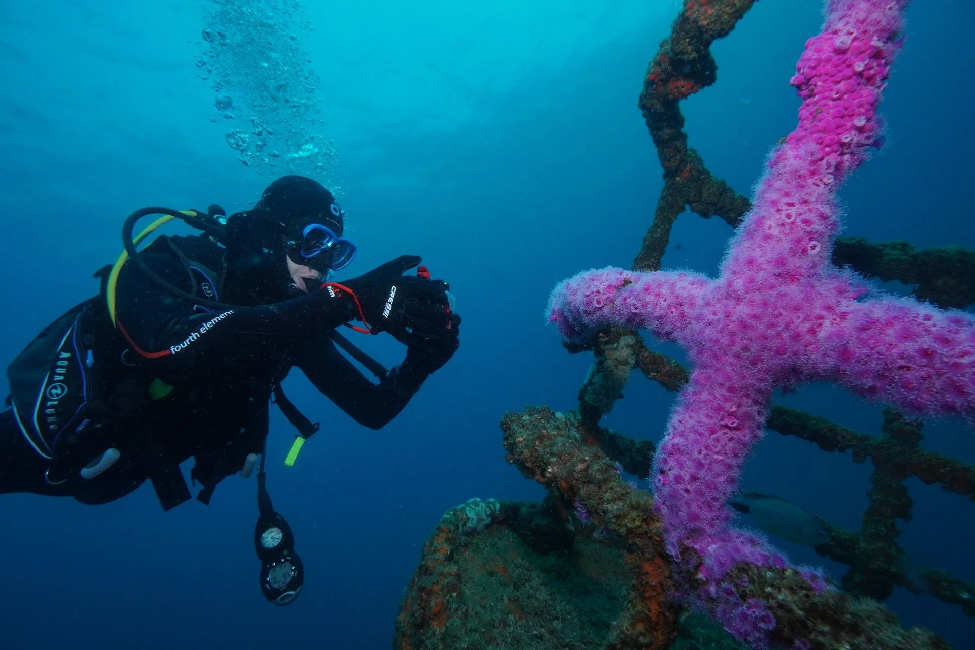 A scuba diver takes a photo of a pink coral encrusted metal structure underwater.