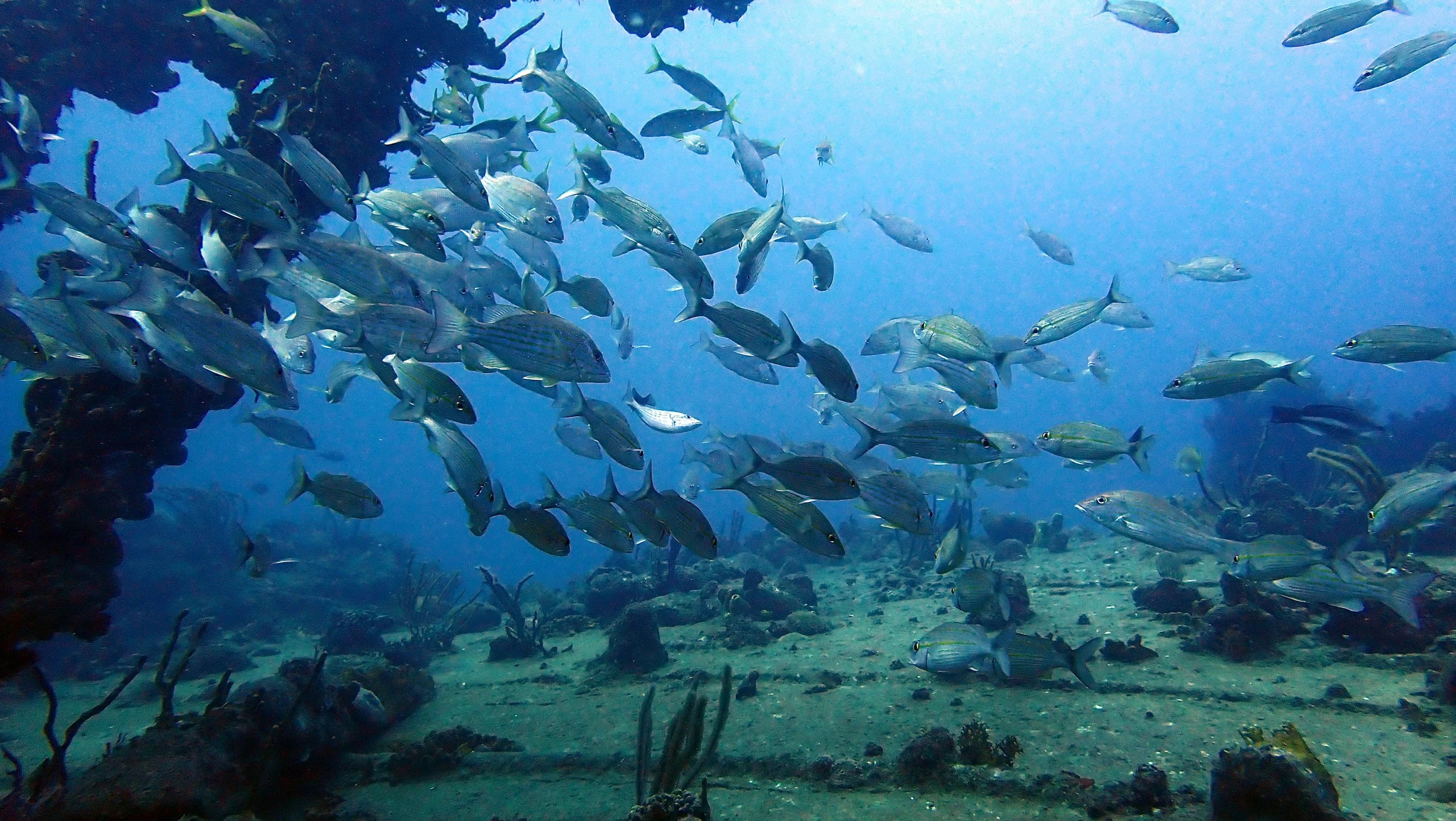 School of fish swimming underwater near coral and rocks
