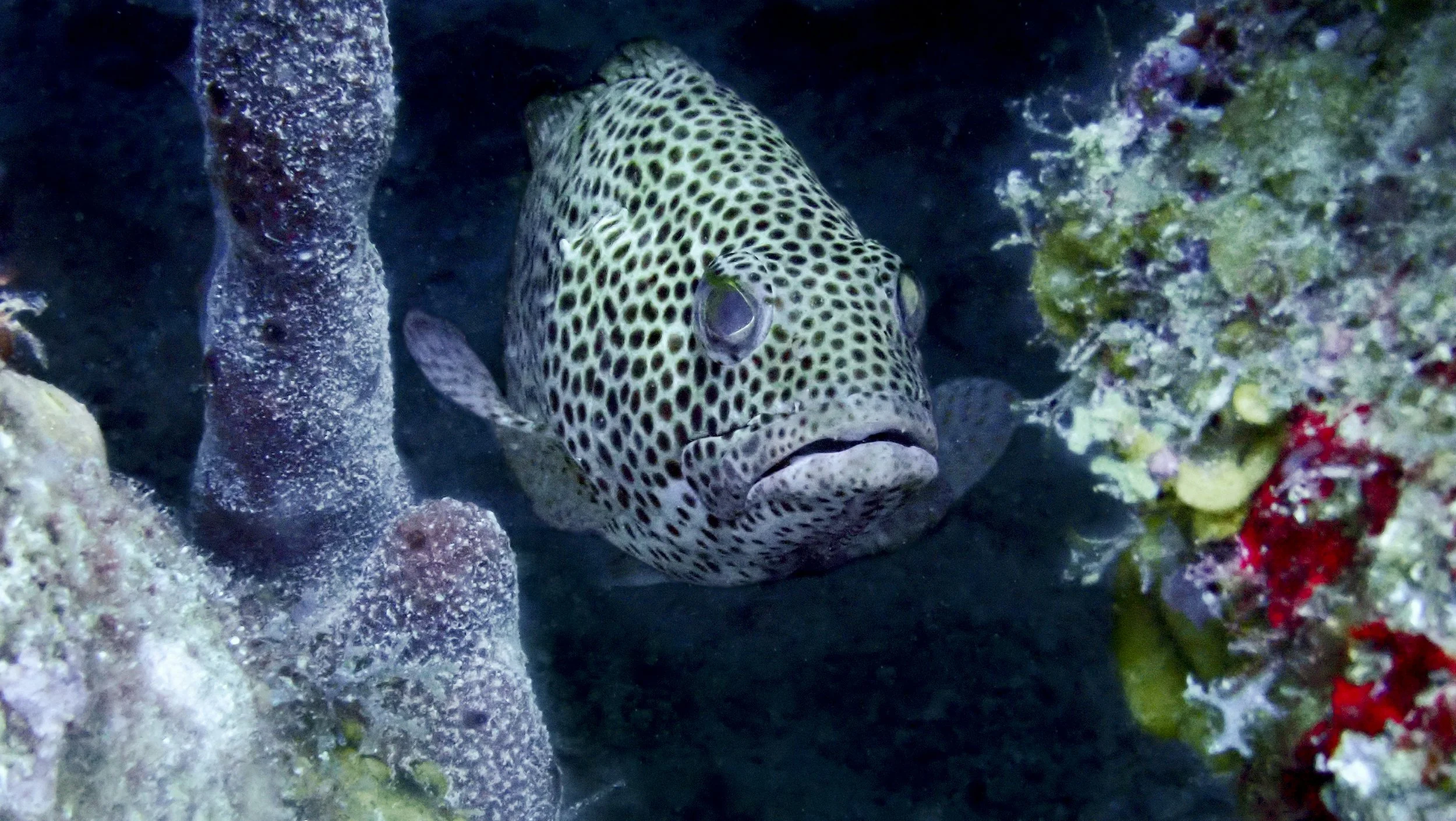 A spotted fish with black and white dots on its body swimming among coral and rocks underwater.