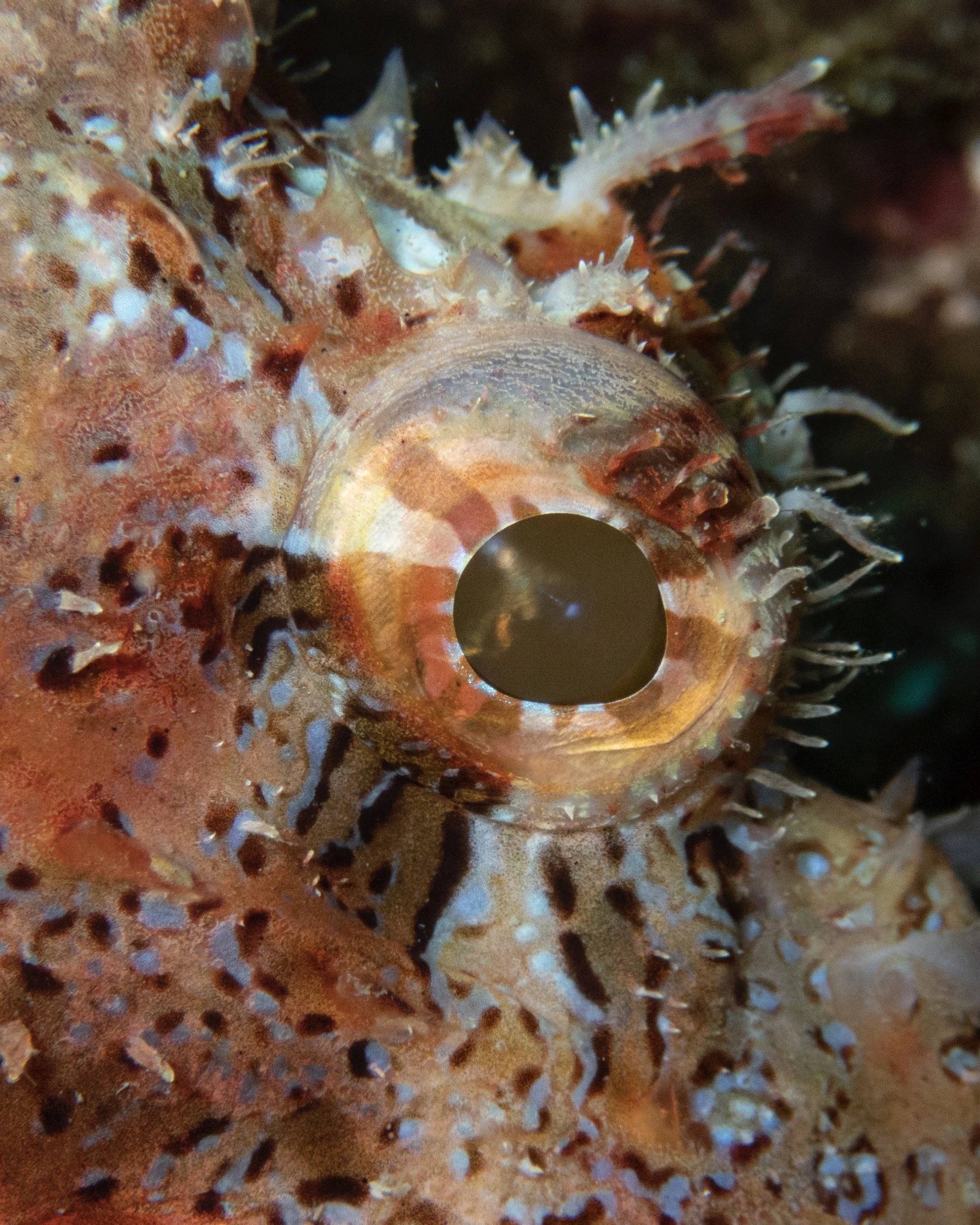 Close-up of a camouflaged scorpionfish with textured skin and spiny fins, blending with the rocky coral reef environment.