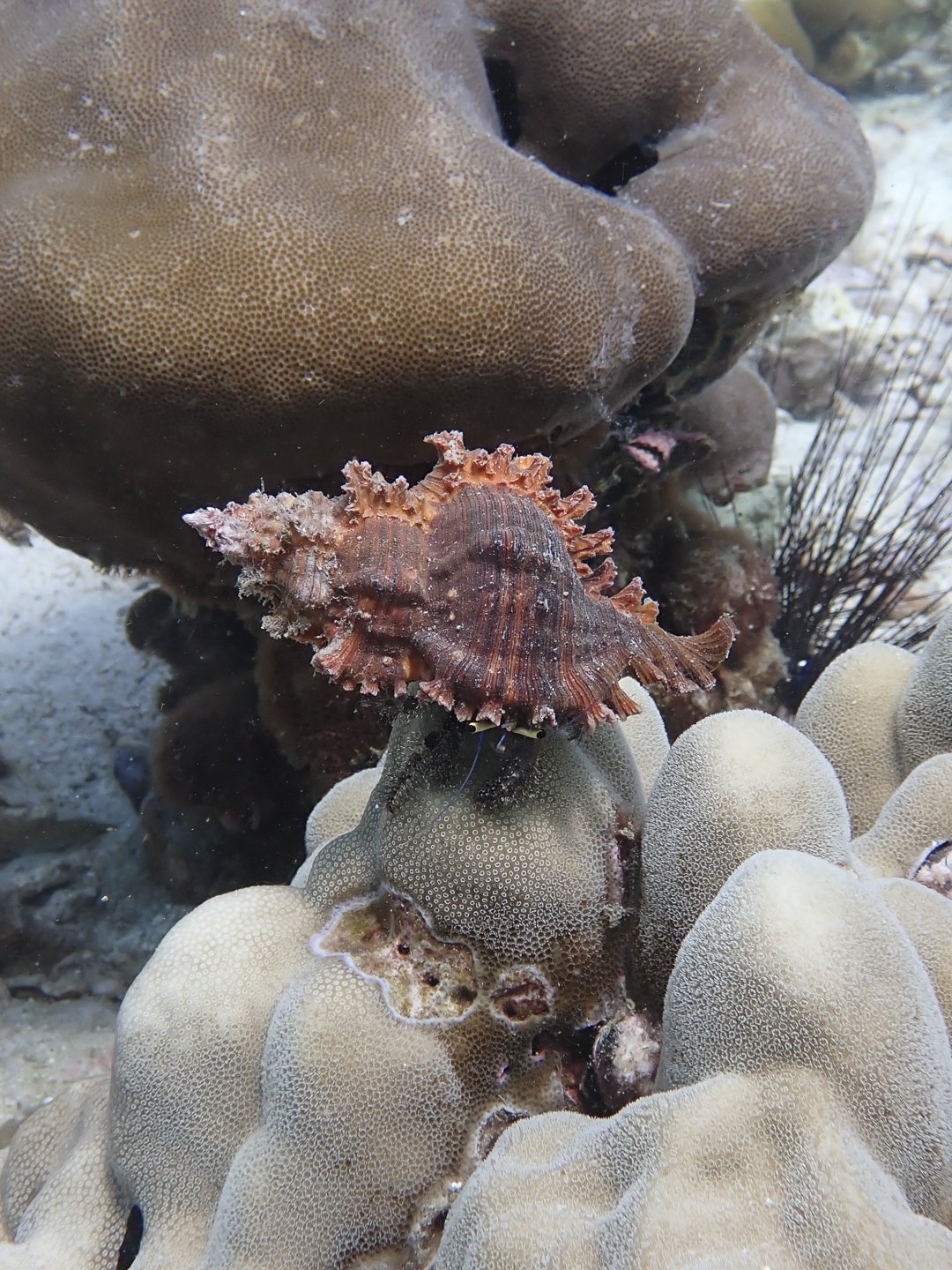 A close-up of a marine environment with a small, spiny seahorse camouflaged against coral and anemones.