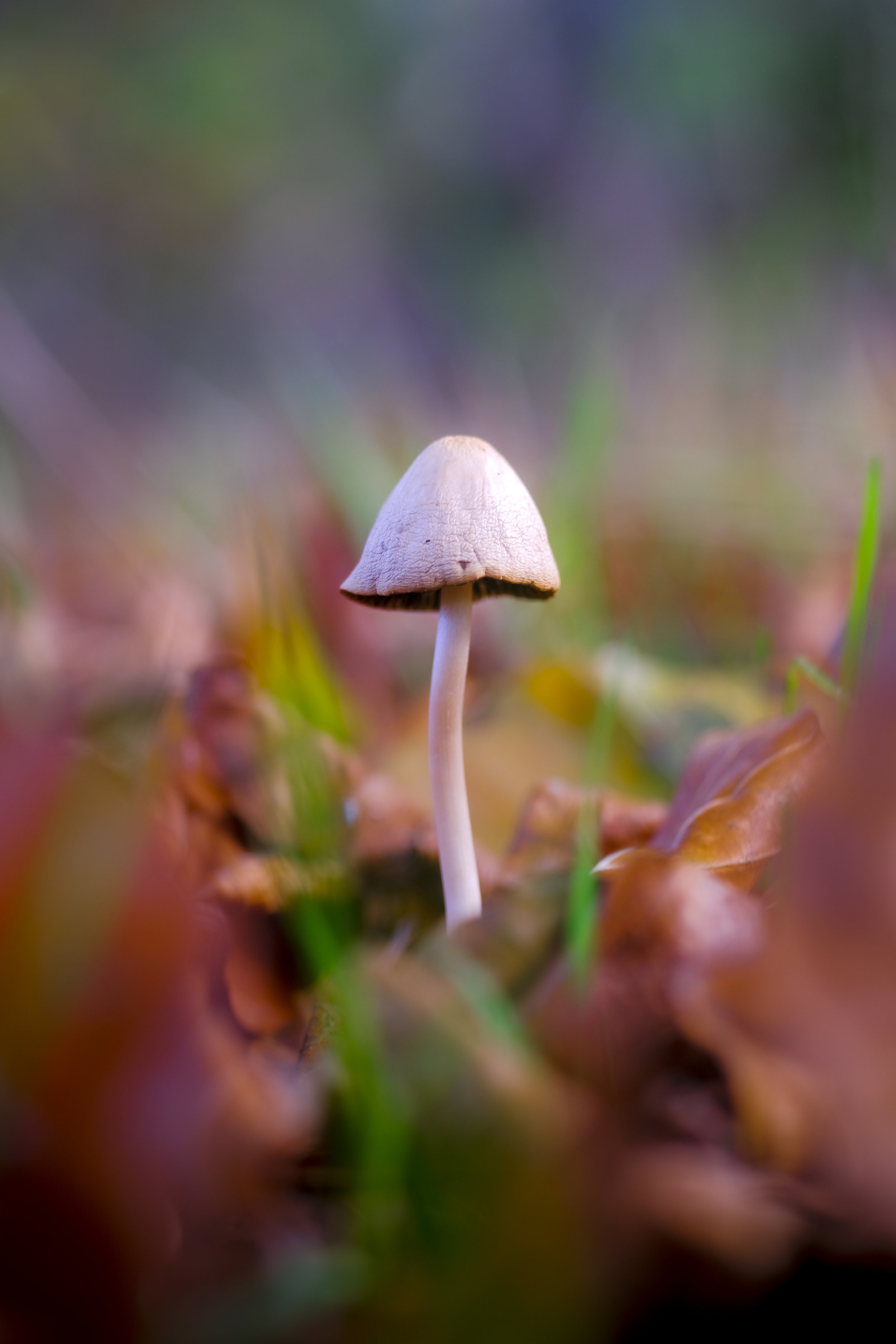 A small mushroom with a slender white stem and a light brown, conical cap growing among fallen autumn leaves and green grass.