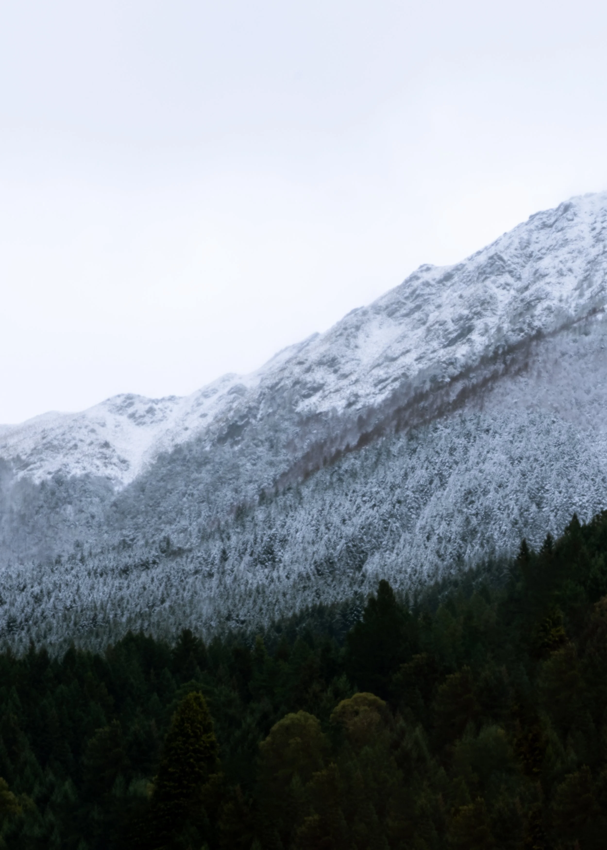 Snow-covered mountain peaks above a dense, dark green forest.
