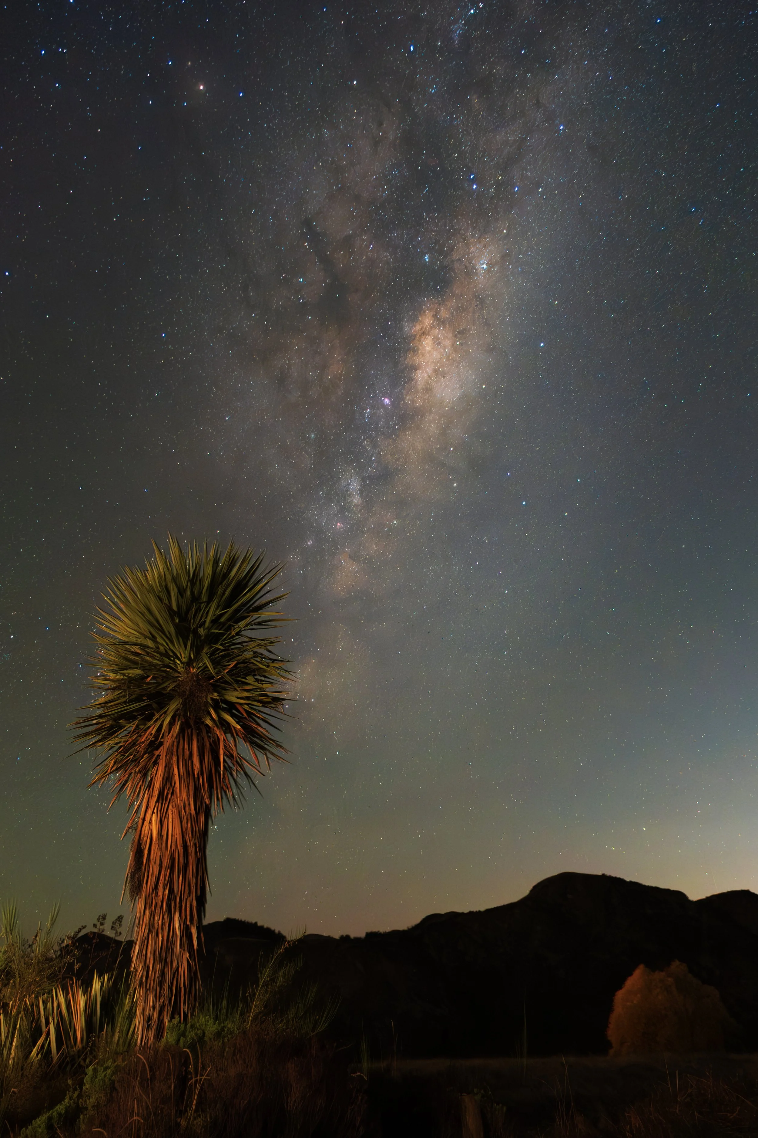 Night sky filled with stars and the Milky Way galaxy, with a desert plant in the foreground and mountains in the distance.