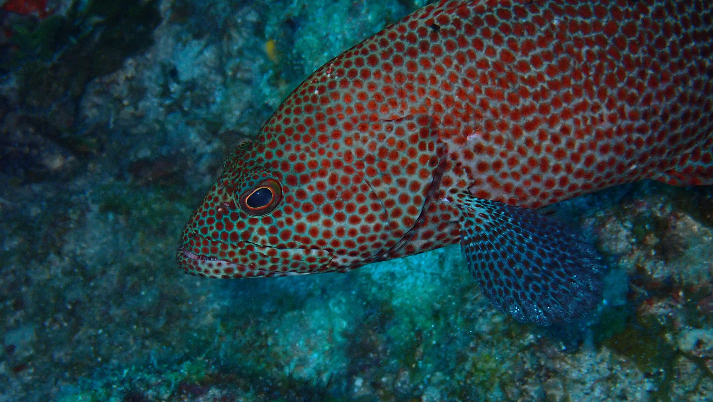 Close-up of a colorful fish with red spots and dark fins swimming near a rocky underwater surface.