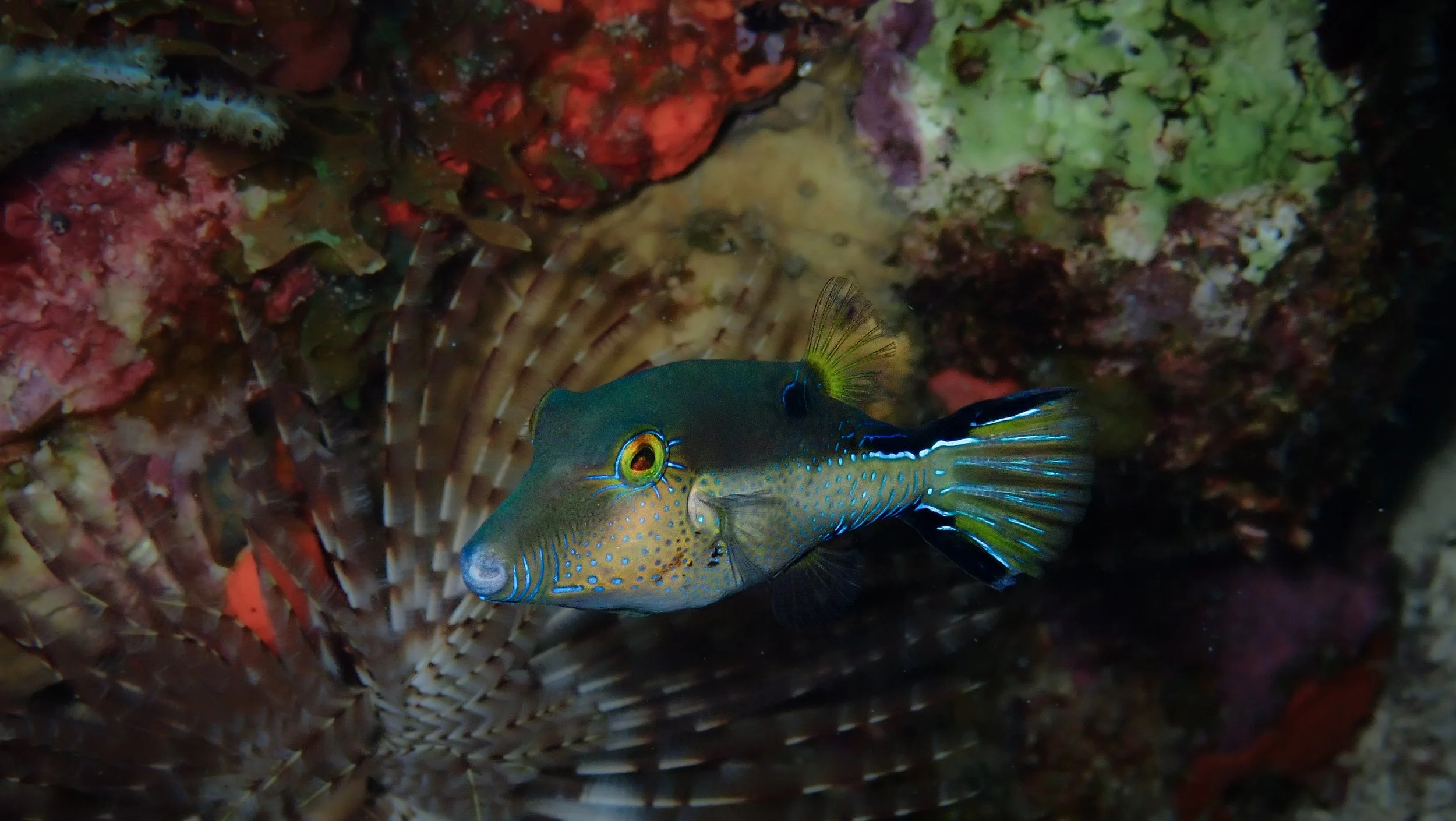 Colorful fish swimming near coral and sea anemone underwater.