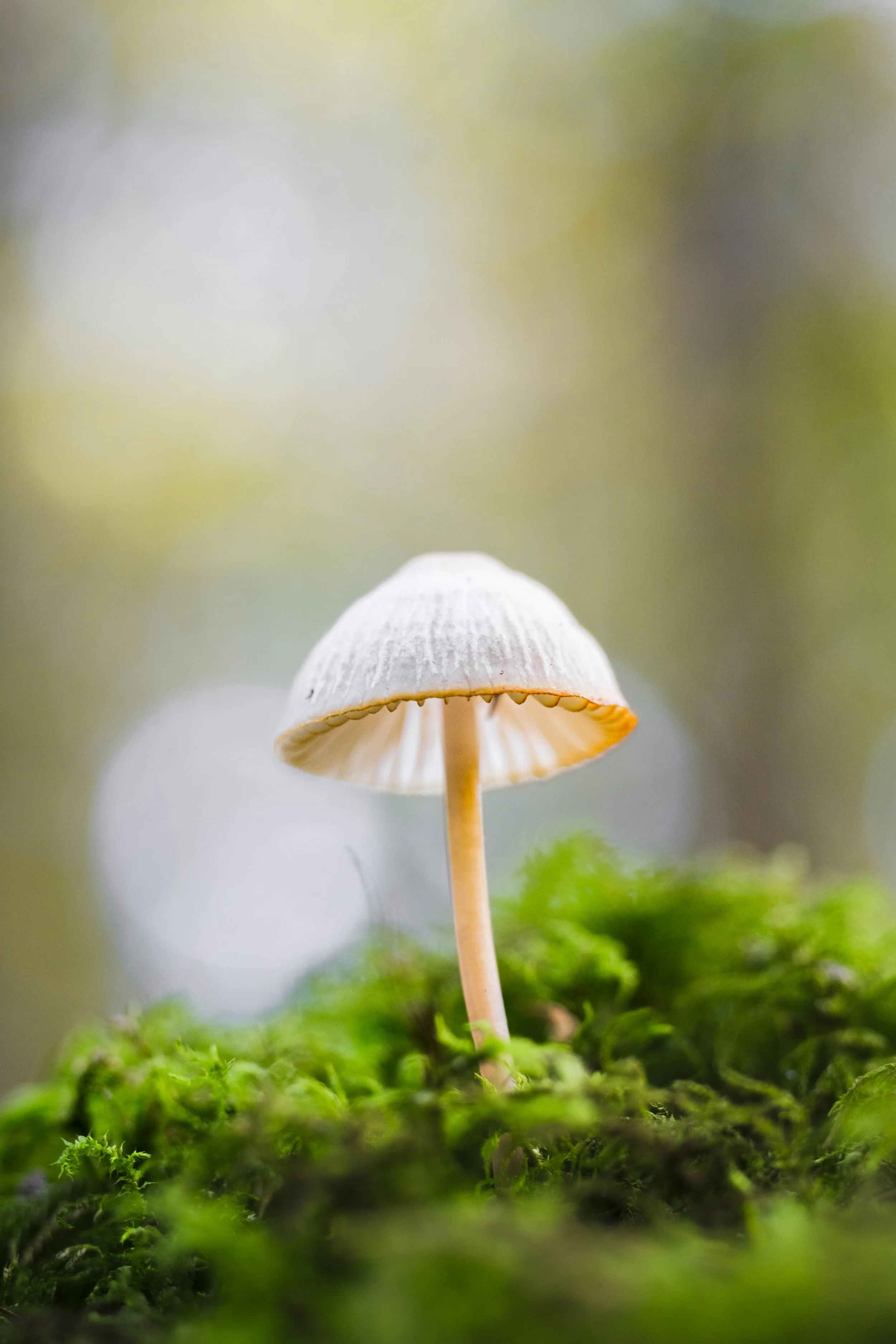A small mushroom with a curved, light-colored cap and a thin stem grows among green moss on the forest floor.