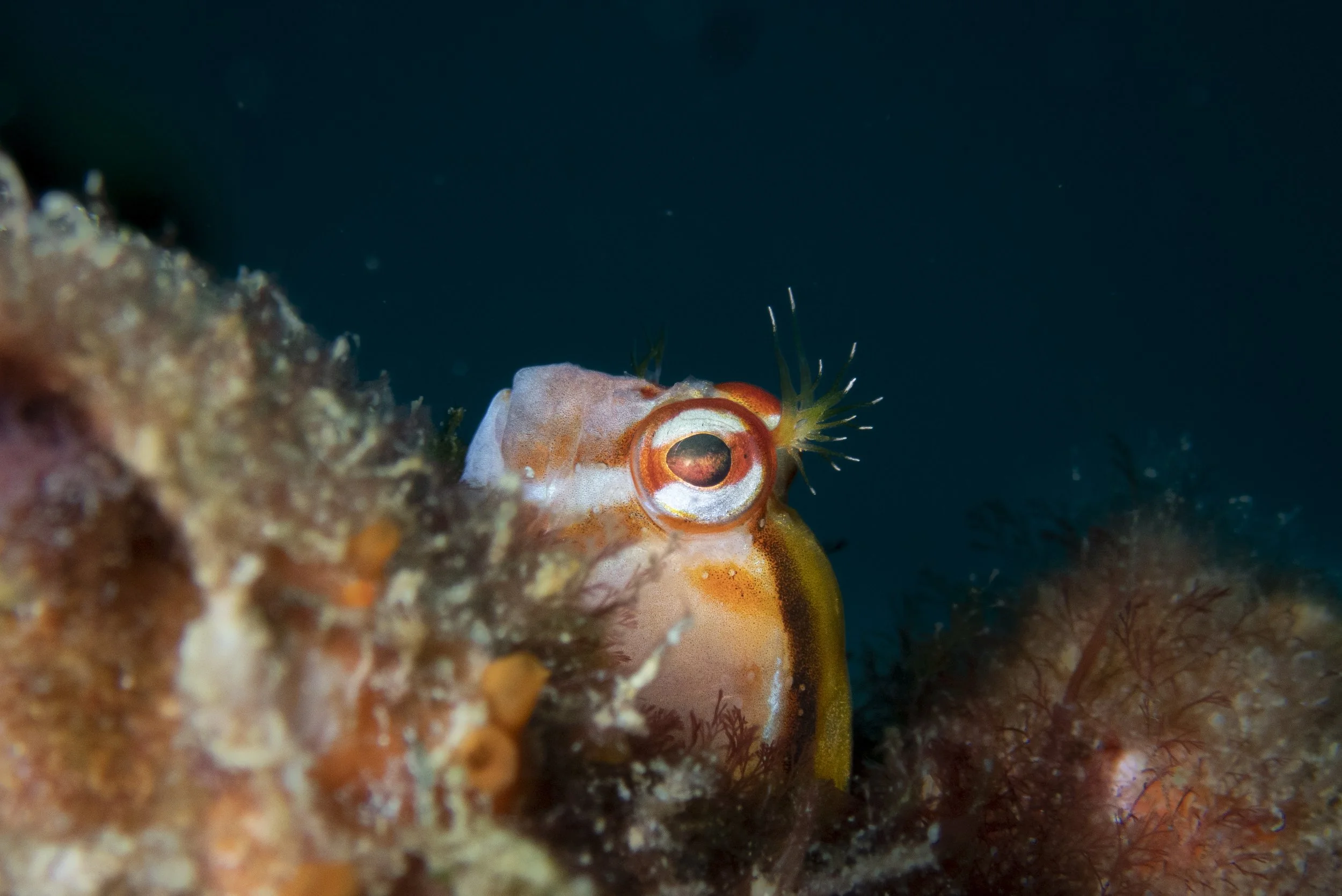 A small orange and white fish with black eyes and green fins, camouflaged among coral and rocks underwater.