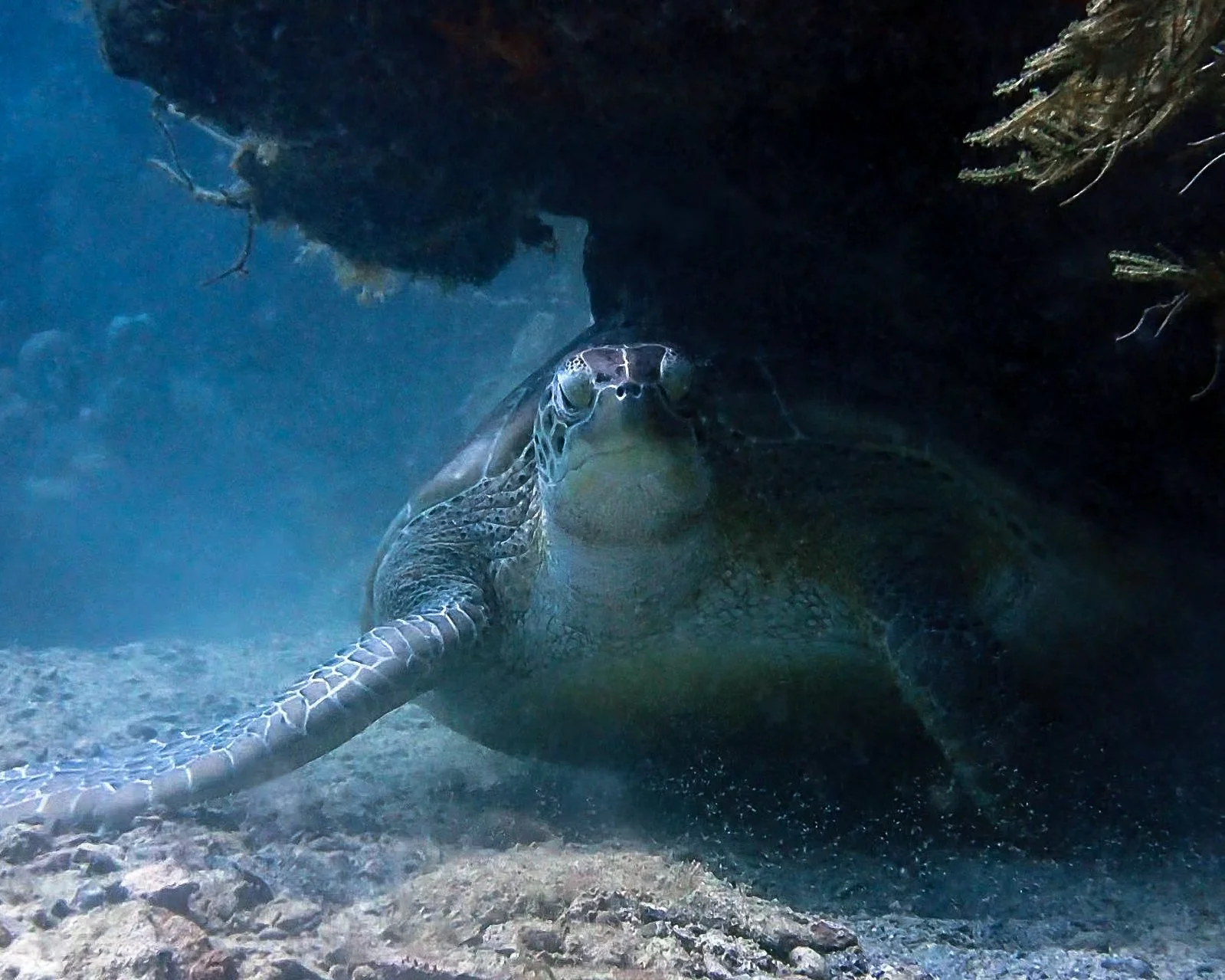 Green Sea Turtle (Chelonia mydas)

The green sea turtle is one of the largest of sea turtles. They are unique among sea turtles in that they are herbivores, feeding mostly on seagrasses and algae. Their diet is what gives their fat a greenish colour 
