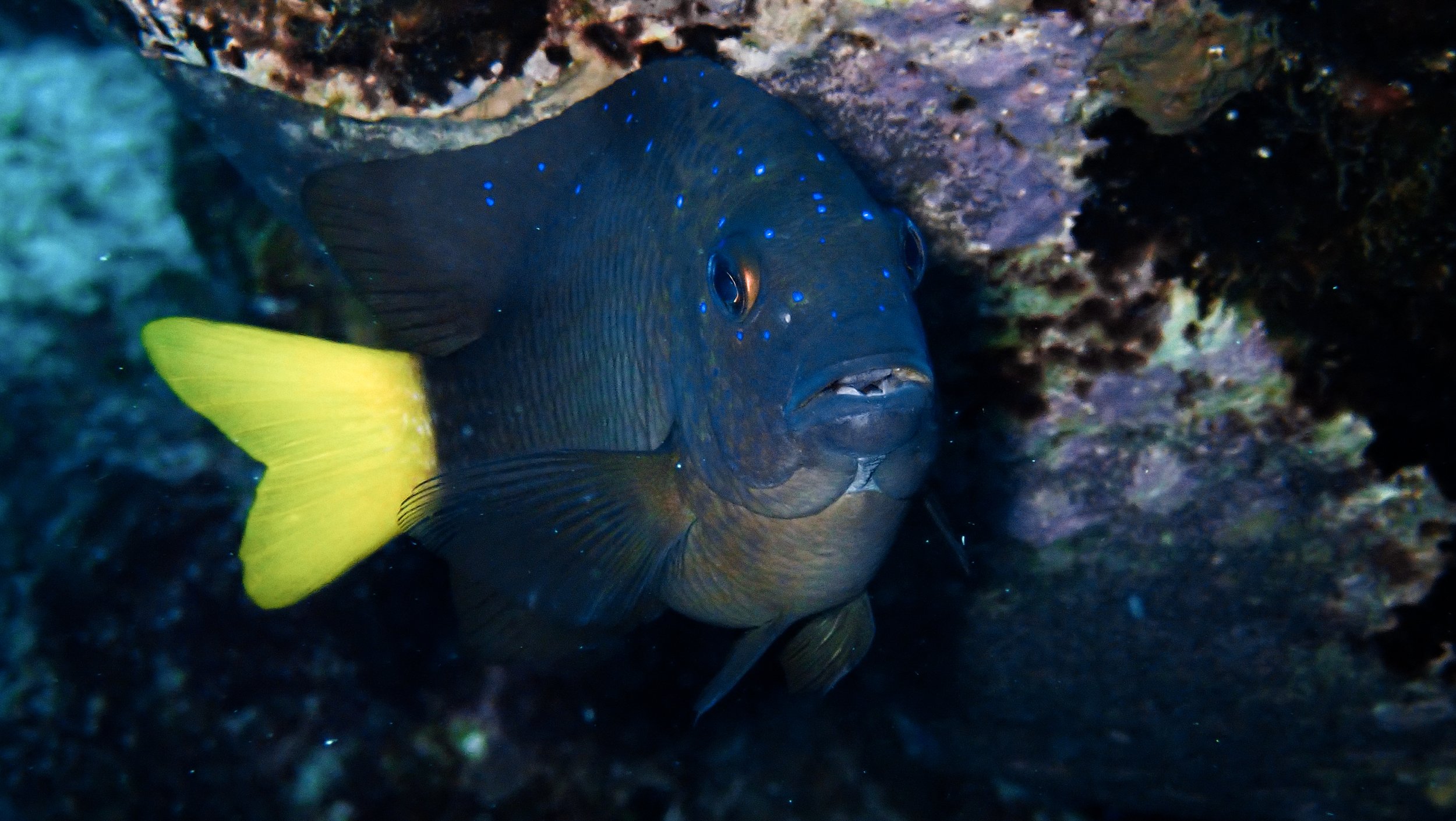 A dark-colored fish with bright blue spots and yellow fins, swimming among rocks and coral in the ocean.