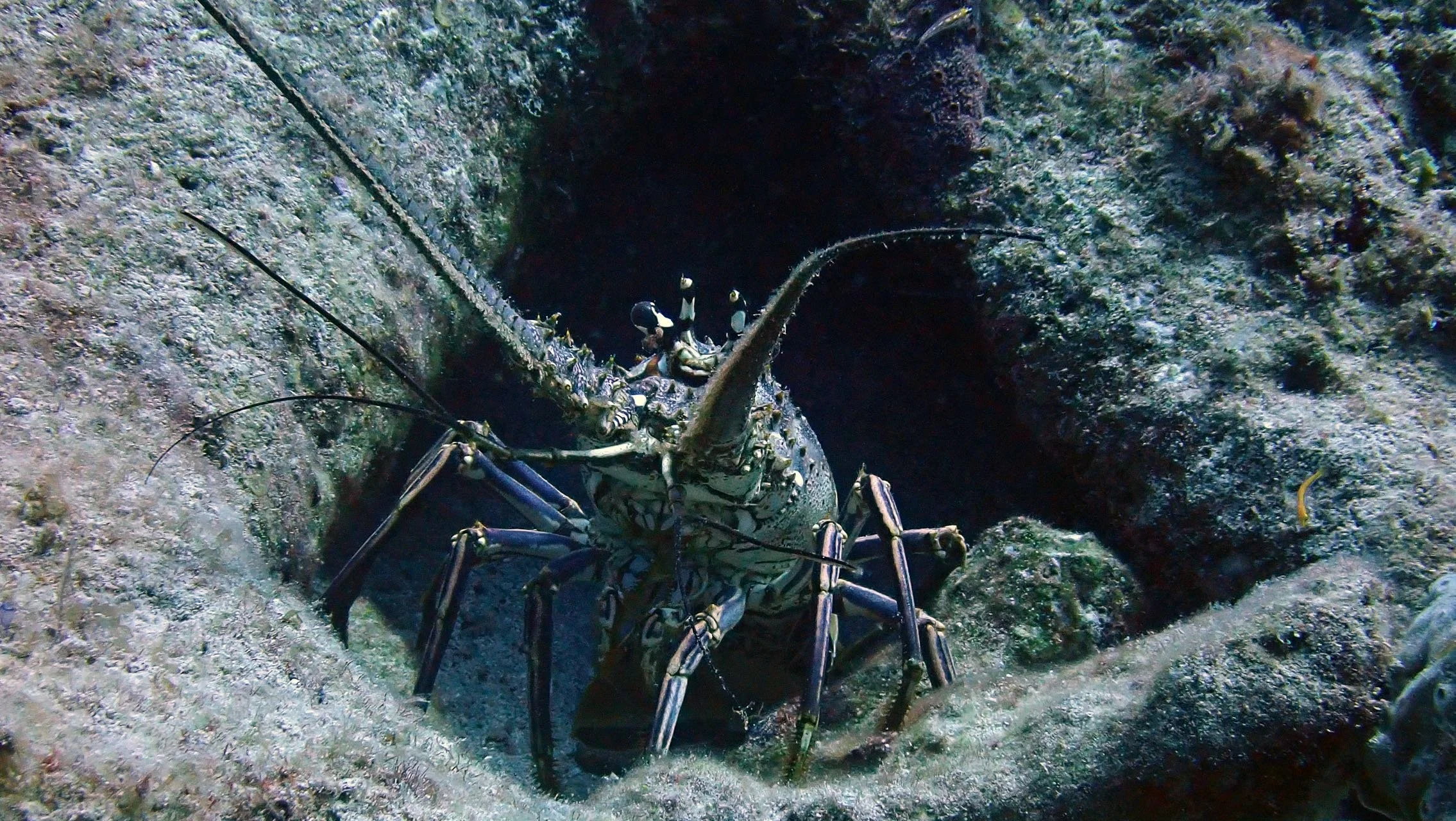 A lobster partially inside a rocky underwater cave, with its antennae and claws visible.