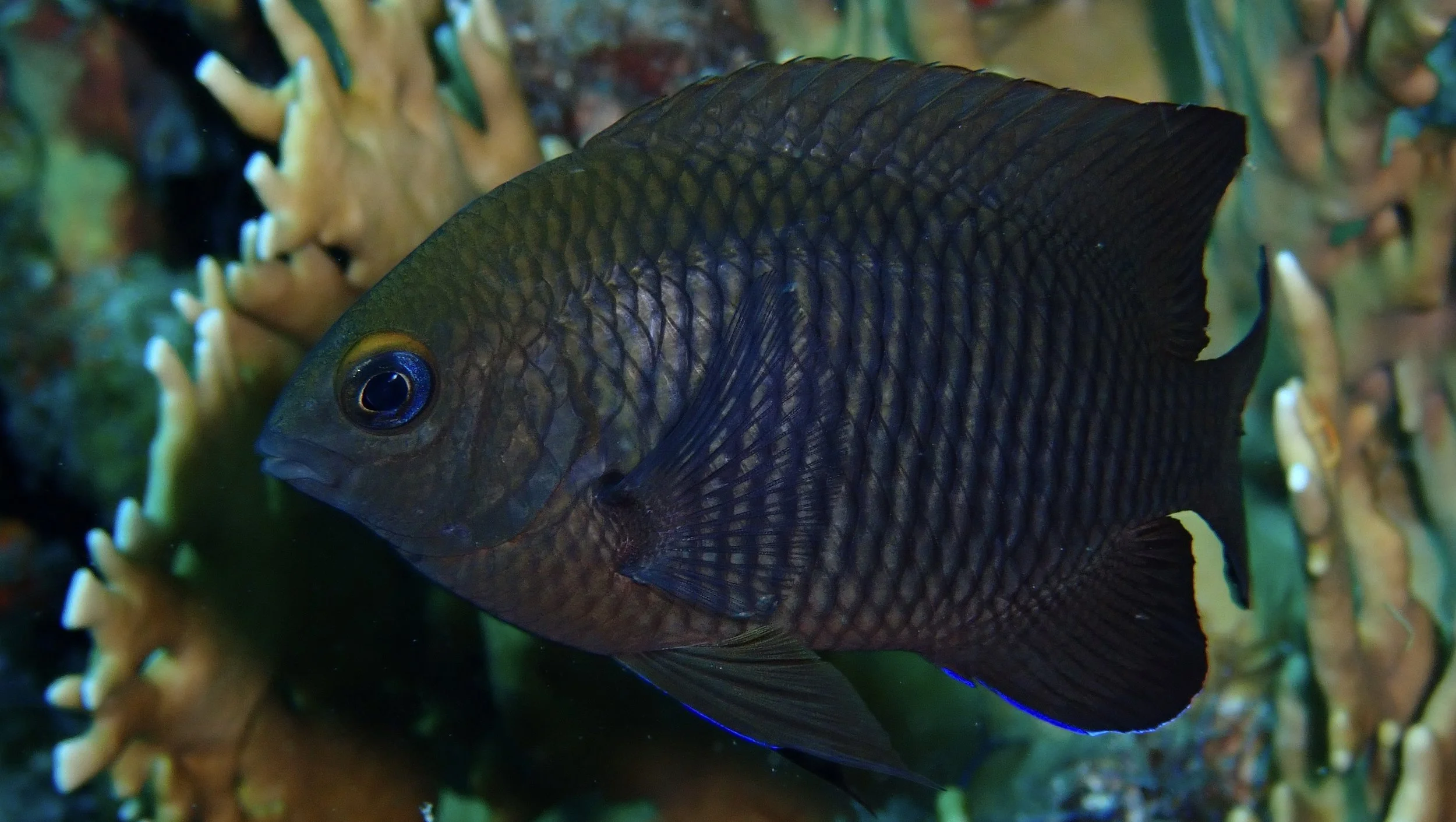 A dark-colored fish with vertical stripes swimming near coral.