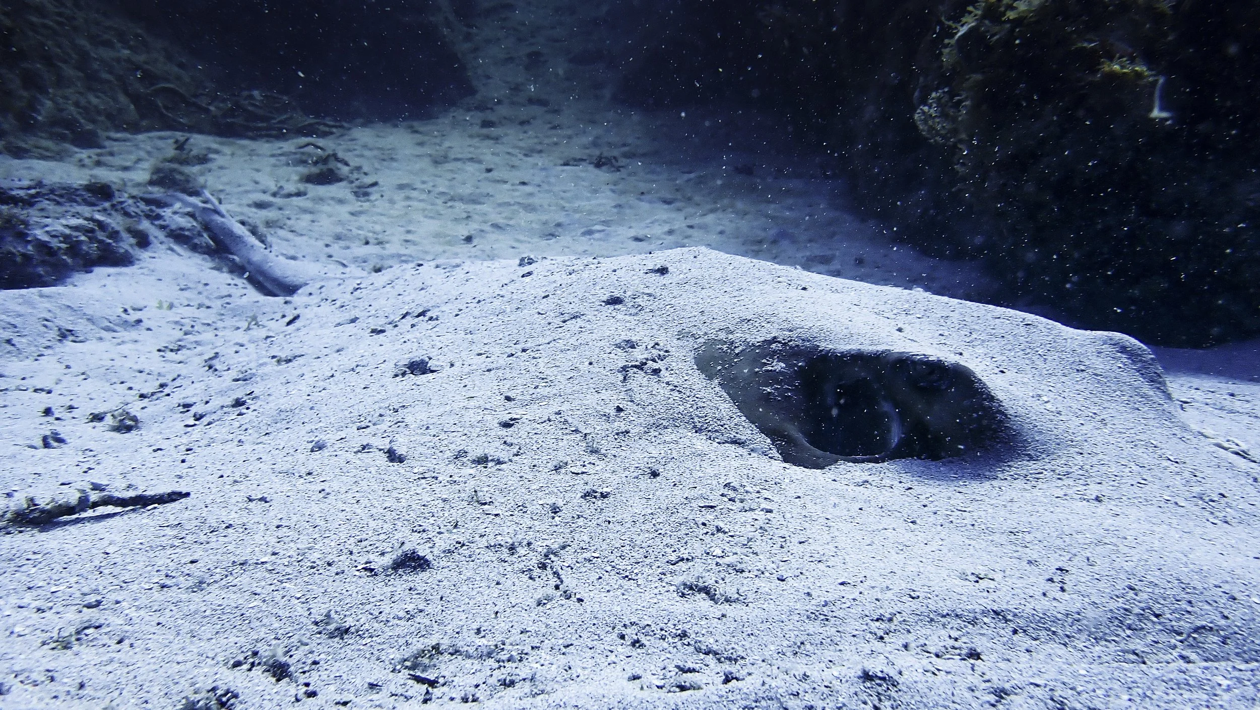 Underwater scene showing a sandy ocean floor with rocks and small marine plants, with a stingray partially buried in the sand.