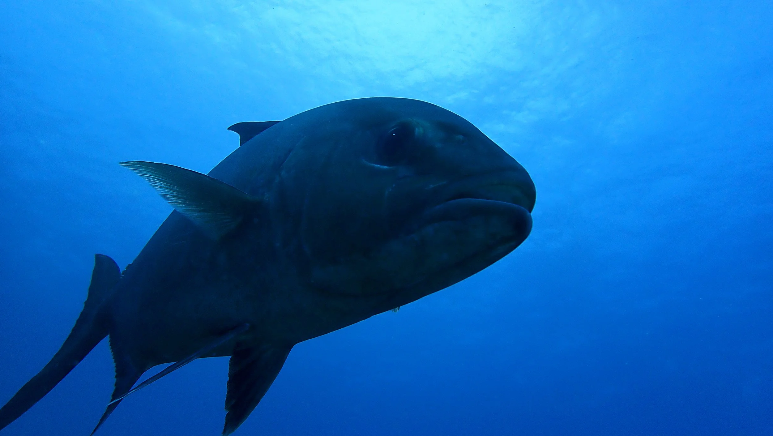 A large fish swimming underwater against a blue ocean background.