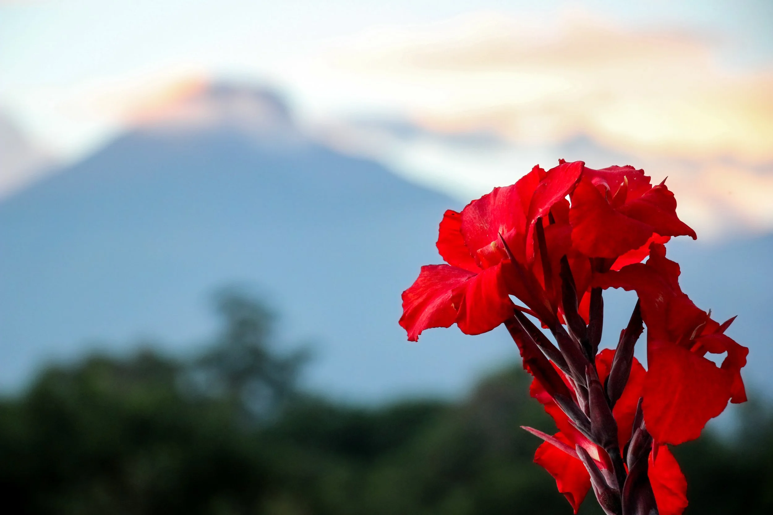 Close-up of a red flower with a blurred mountain and sky background.