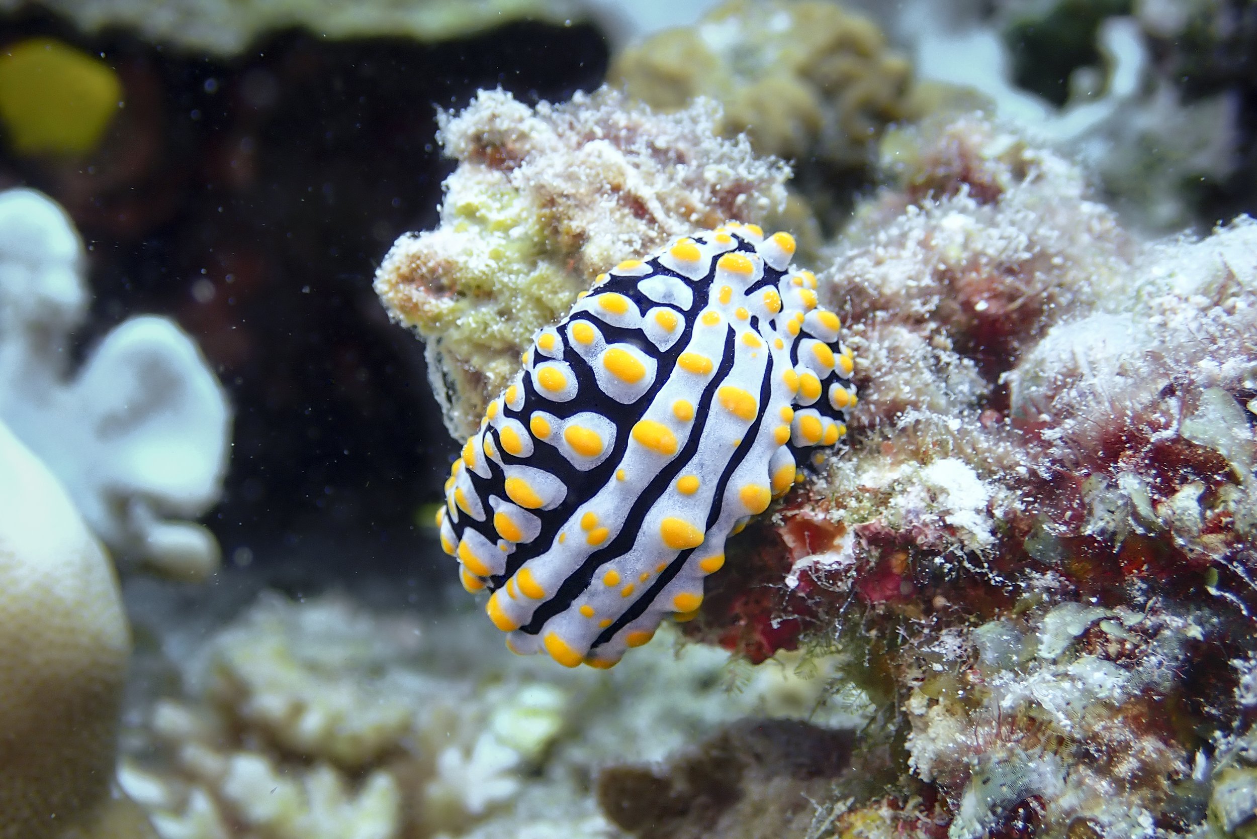 A colorful nudibranch sea slug with black, white, and yellow markings on a coral reef.