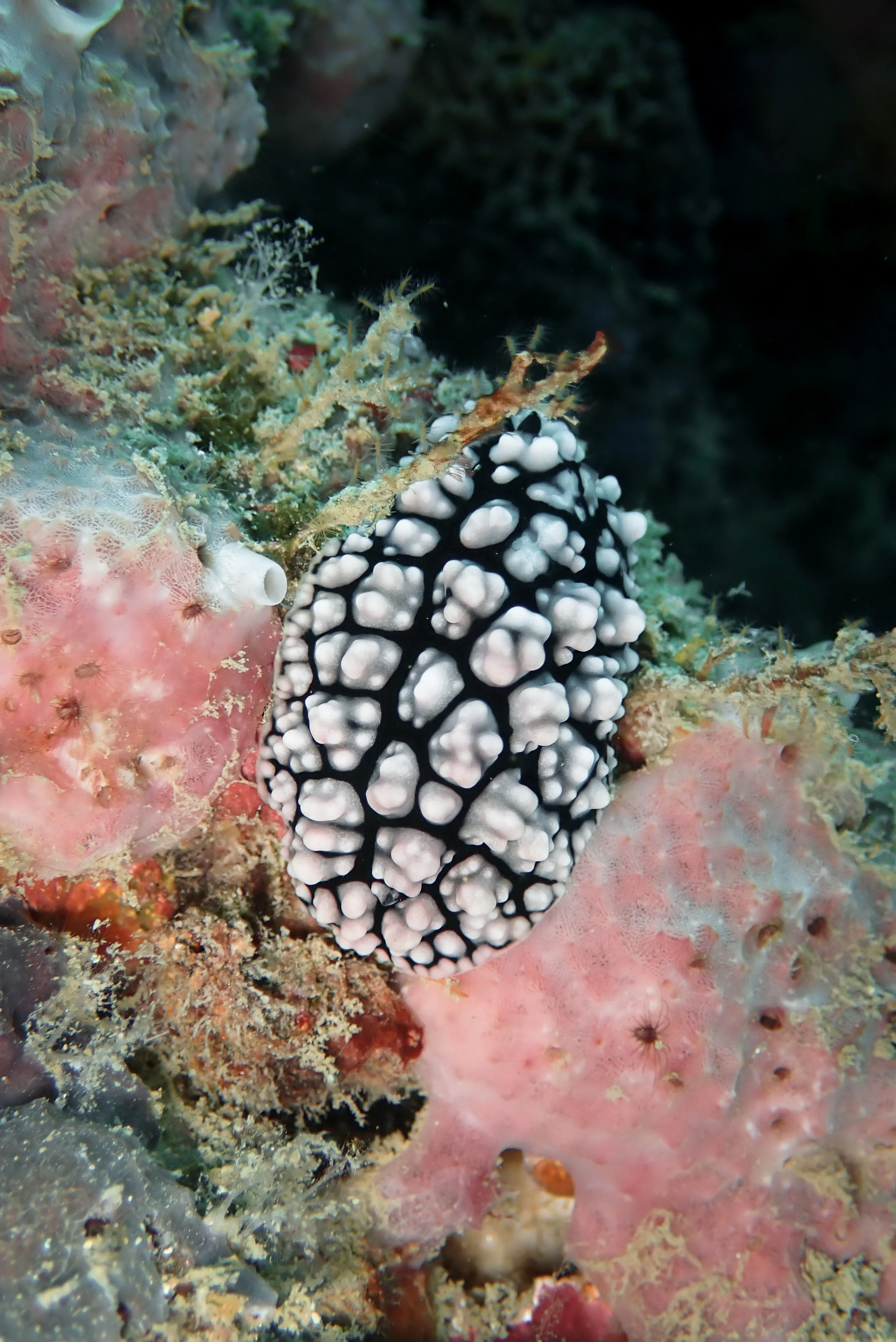 A decorated nudibranch sea slug with black and white pattern on a reef surrounded by colorful coral and marine life.
