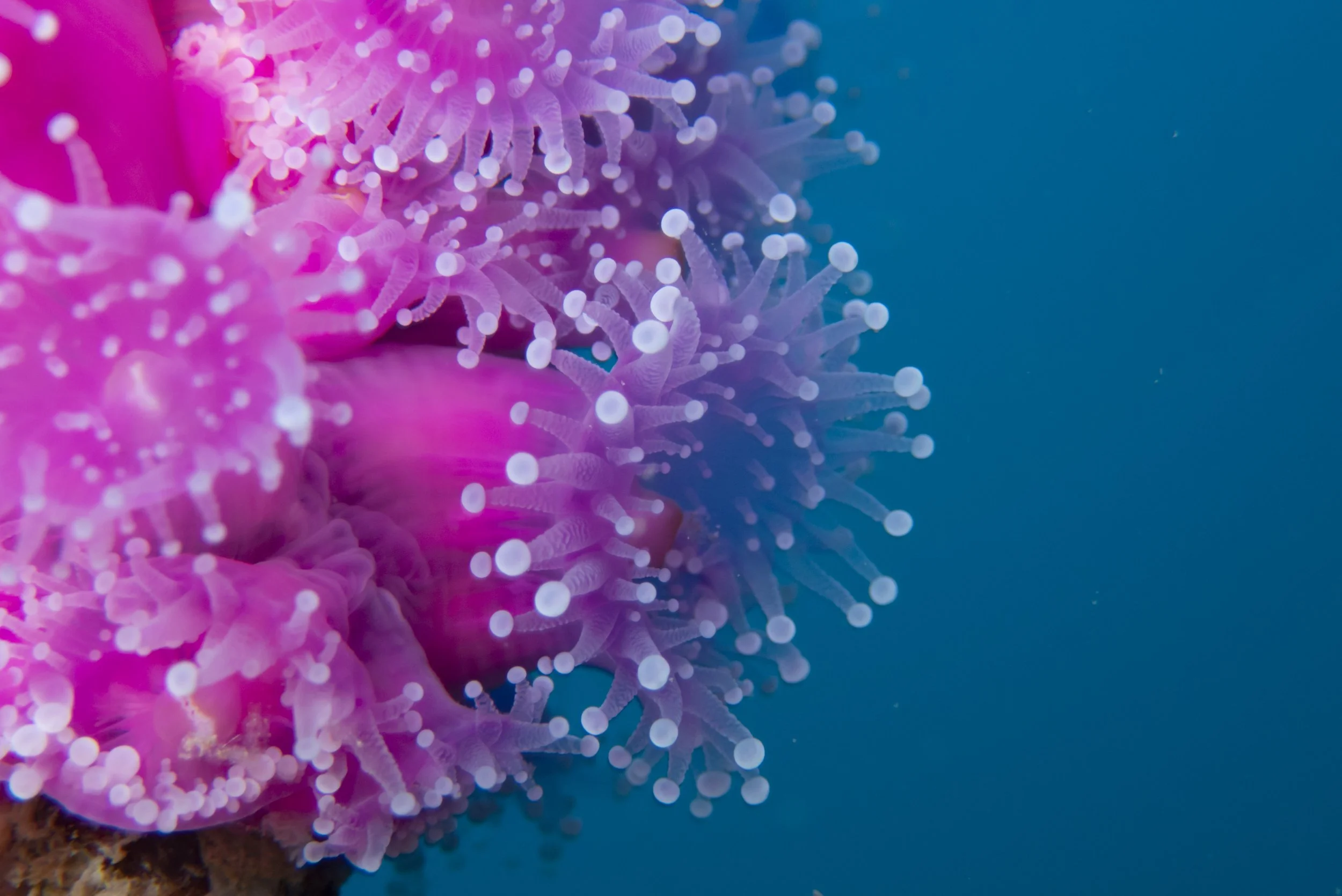 Close-up of colorful coral polyps with pink and purple hues against a blue background.