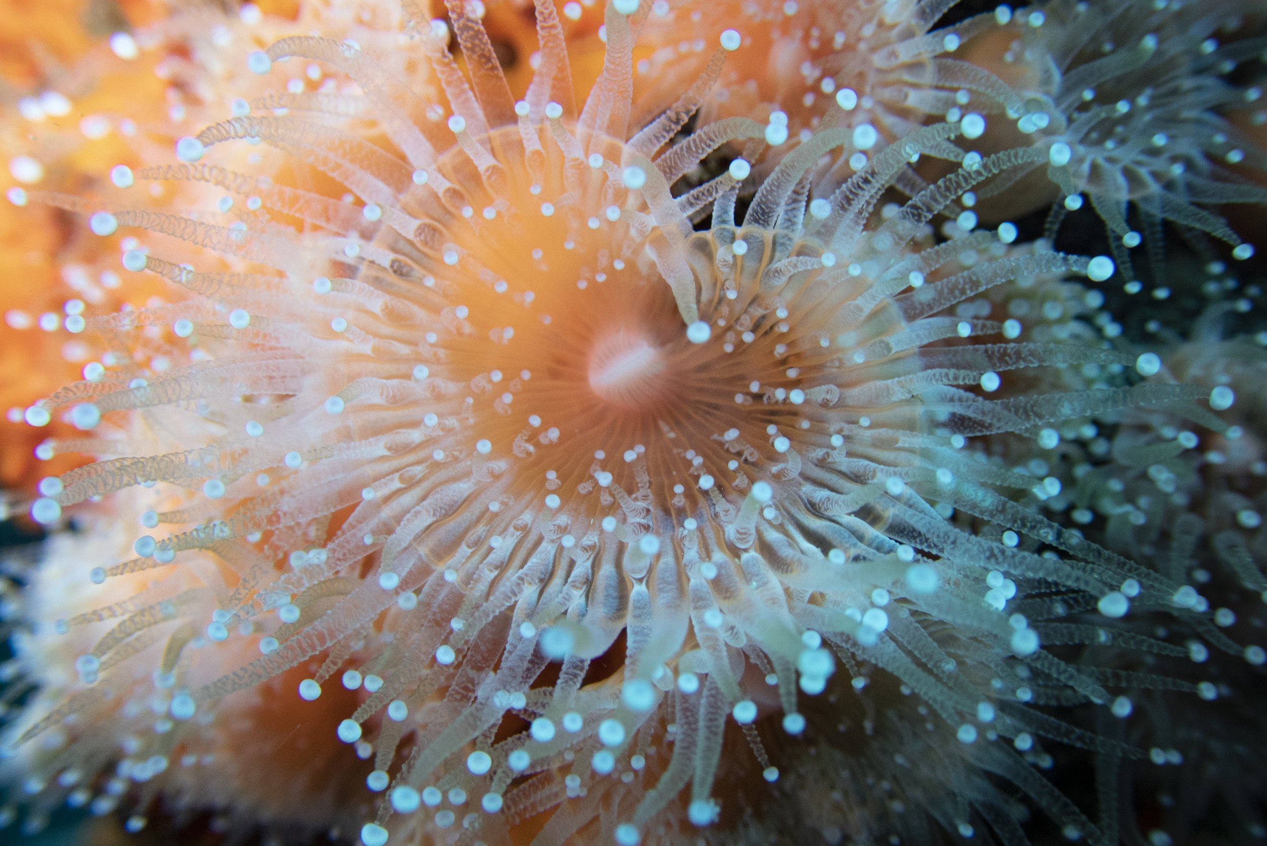 Close-up of a colorful sea anemone with light blue tips on its tentacles.