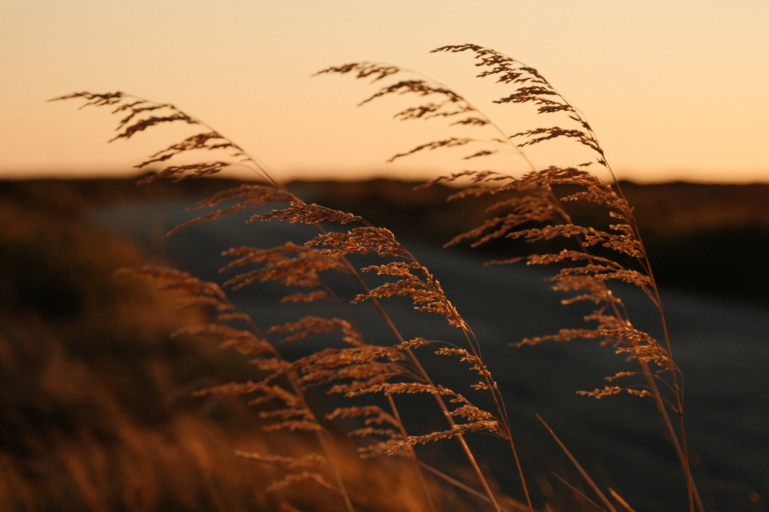 Close-up of tall grass or wheat stalks illuminated by golden sunset, with a soft blurred background.