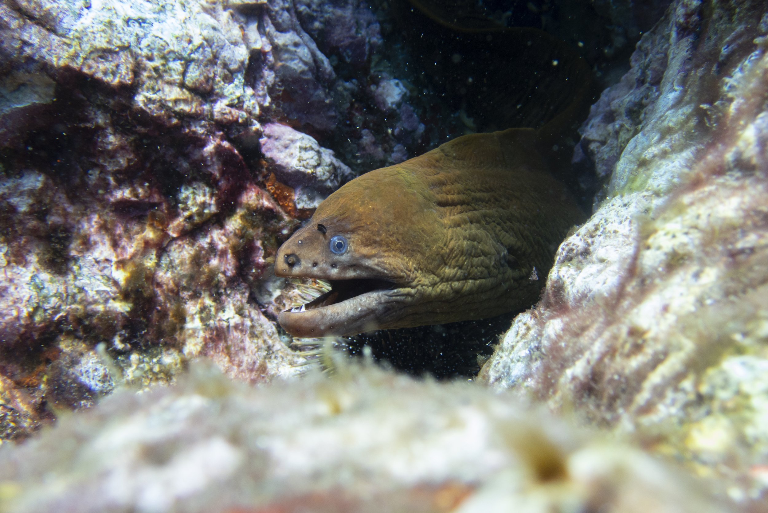 A marine scene showing a moray eel with an elongated body and sharp teeth hiding among colorful coral rocks and crevices underwater.