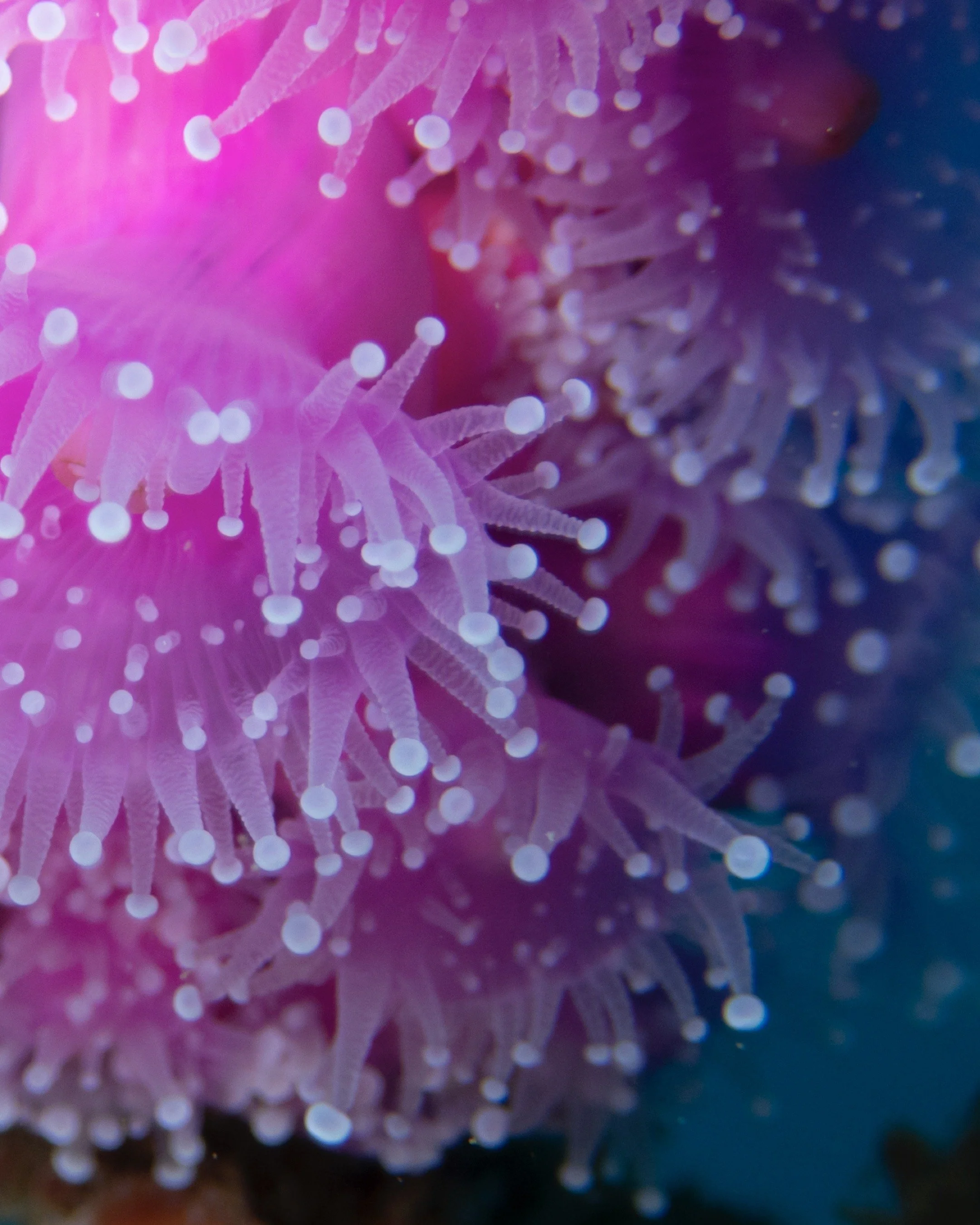 Close-up of a pink and purple sea anemone with white-tipped tentacles.