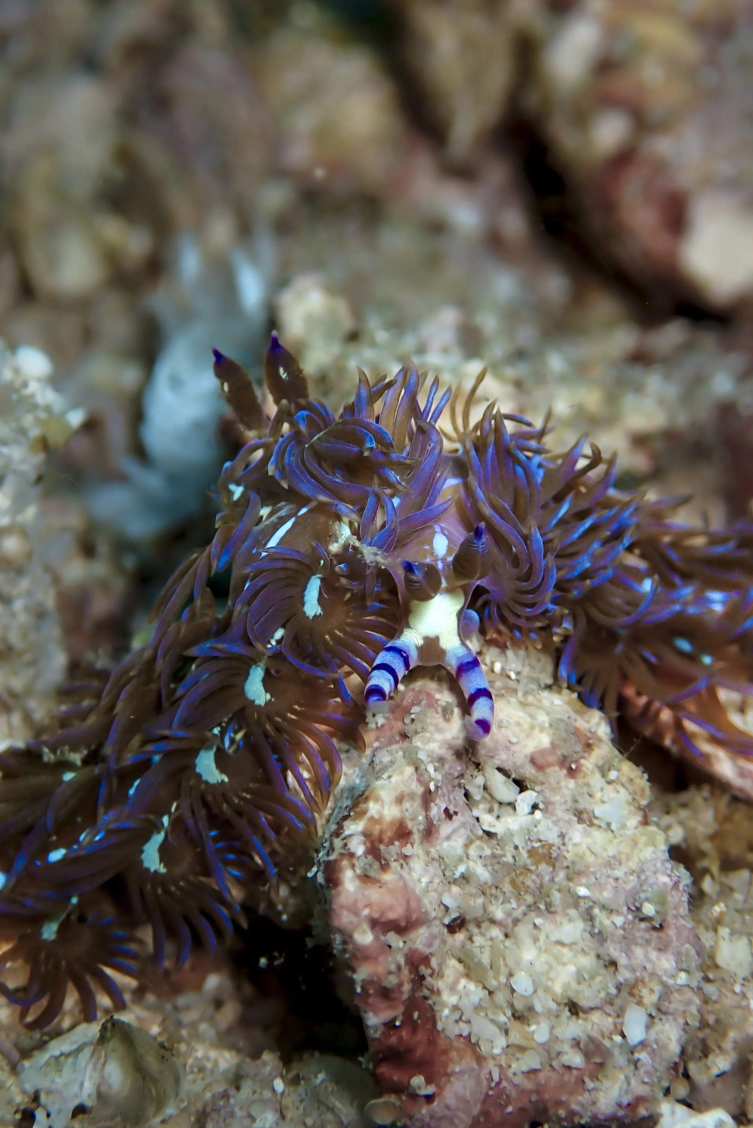Close-up of a purple and blue nudibranch on a coral reef with shells and rocks.