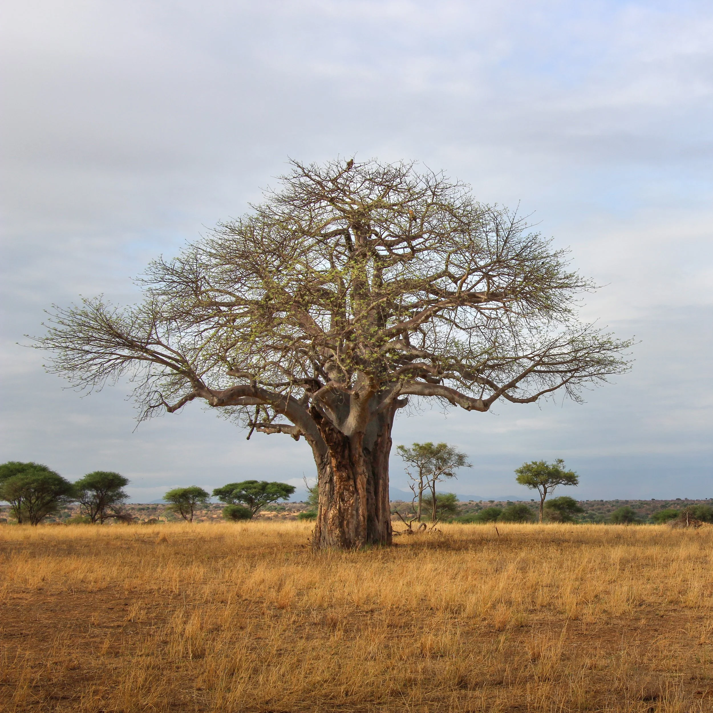 A large, leafless tree stands in a field with tall, dry grass, under a cloudy sky with scattered clouds and distant trees on the horizon.