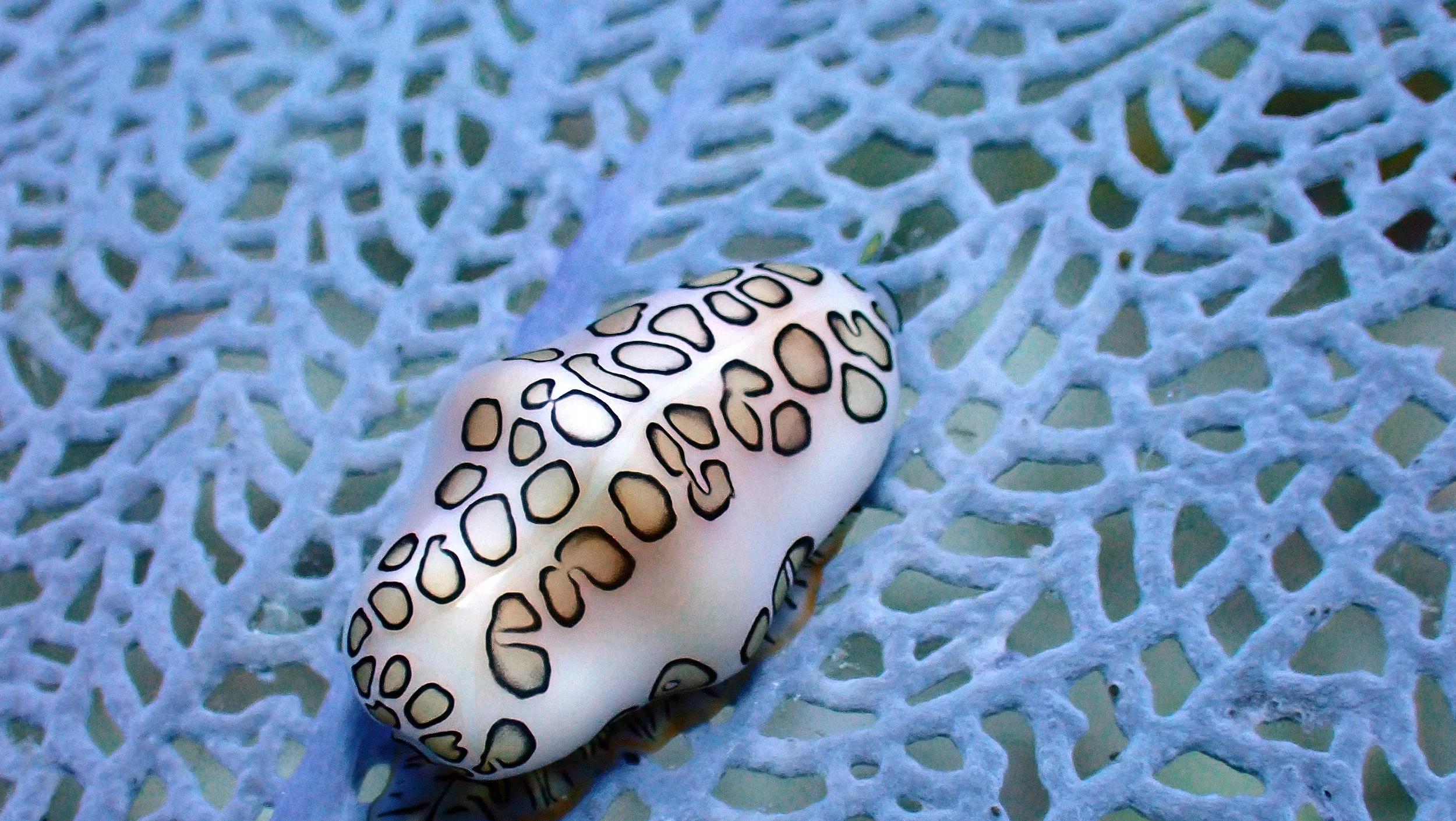 A close-up of a white seashell with black markings on a white intricately patterned surface.