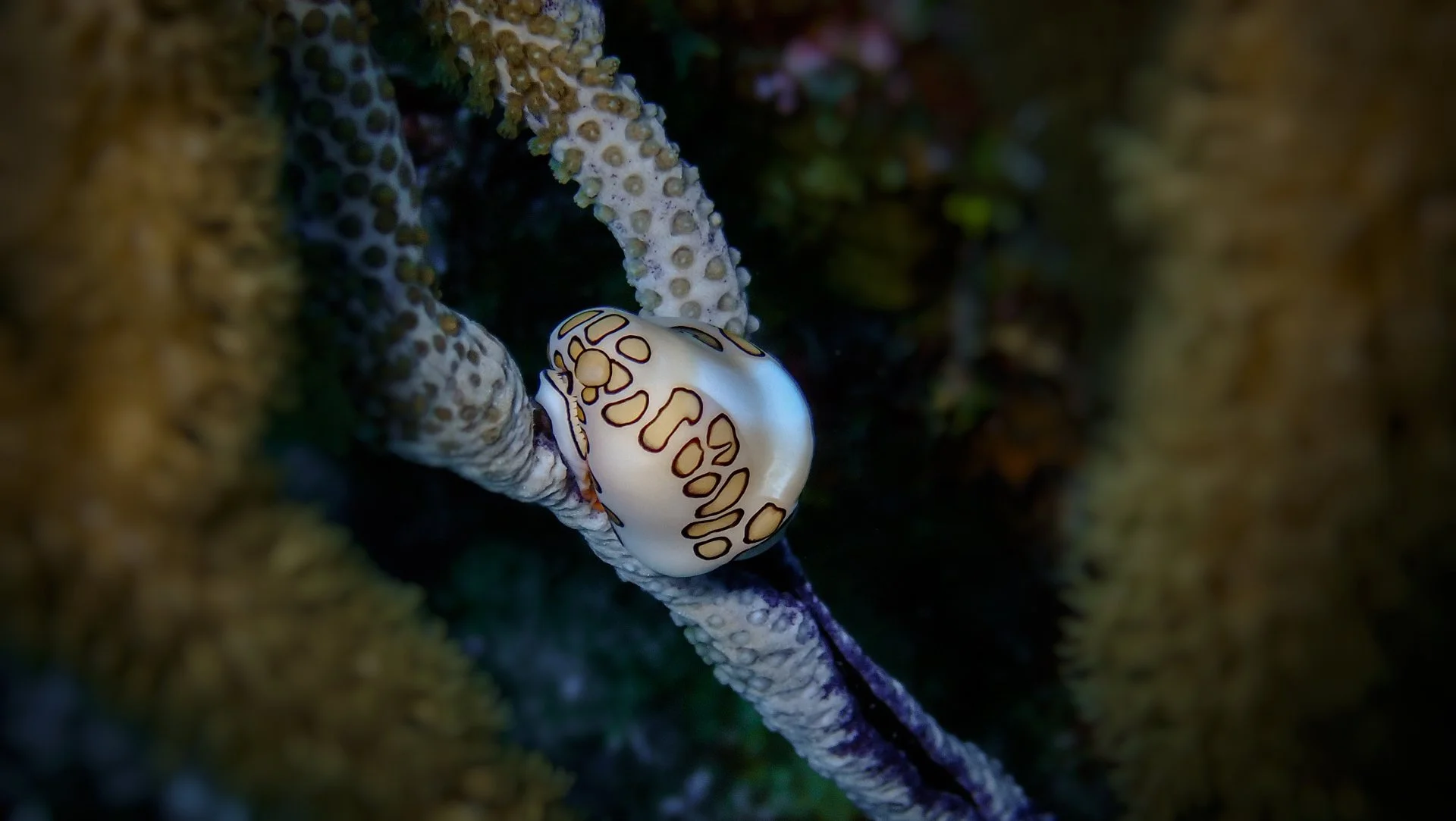 A colorful nudibranch sea slug on a coral reef with branch coral and seaweed.