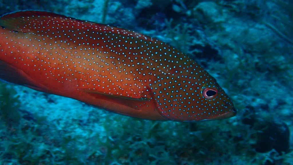 A colorful fish with a reddish body covered in small blue spots swimming underwater with a rocky background.
