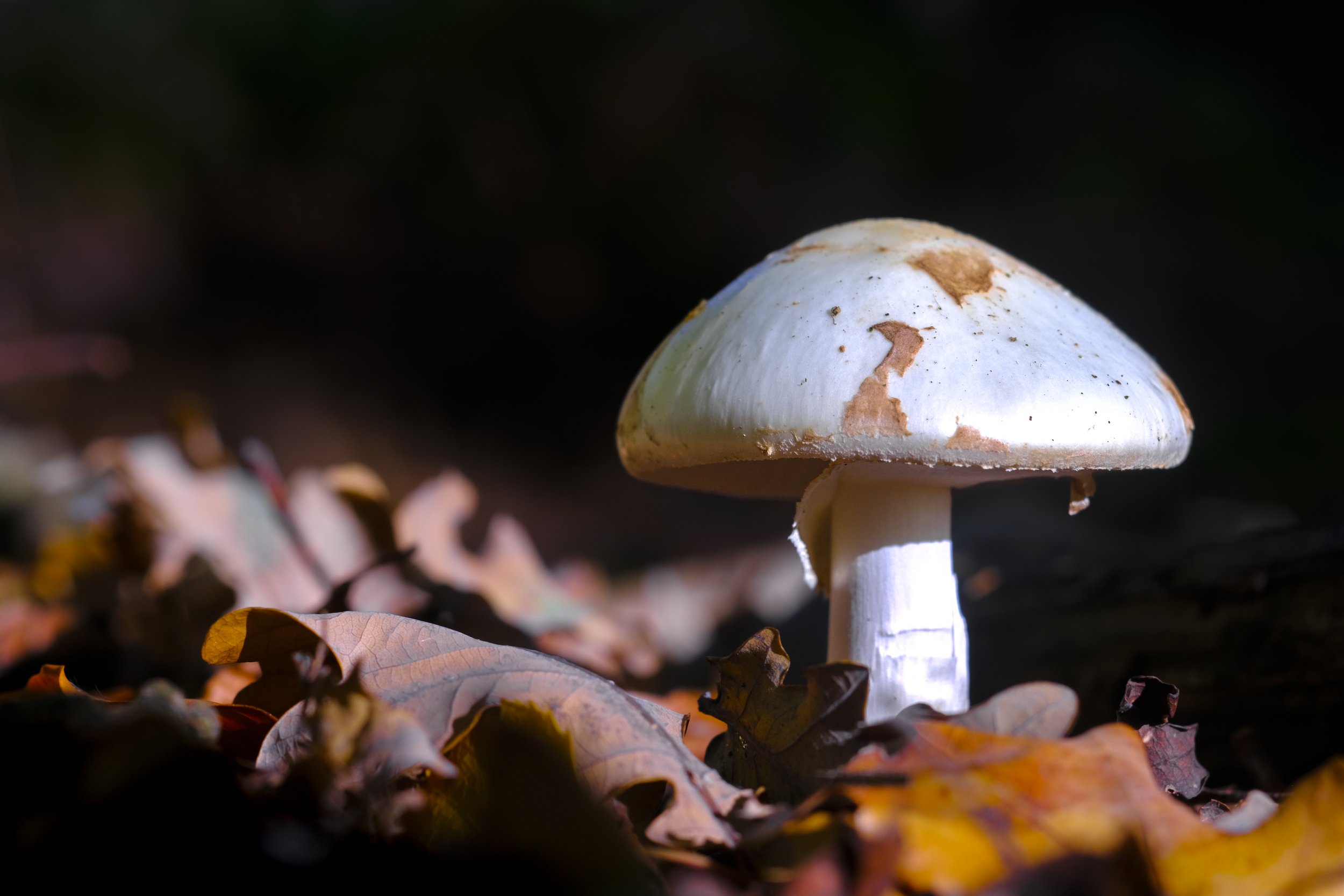 Close-up of a single mushroom growing among fallen autumn leaves on the forest floor.