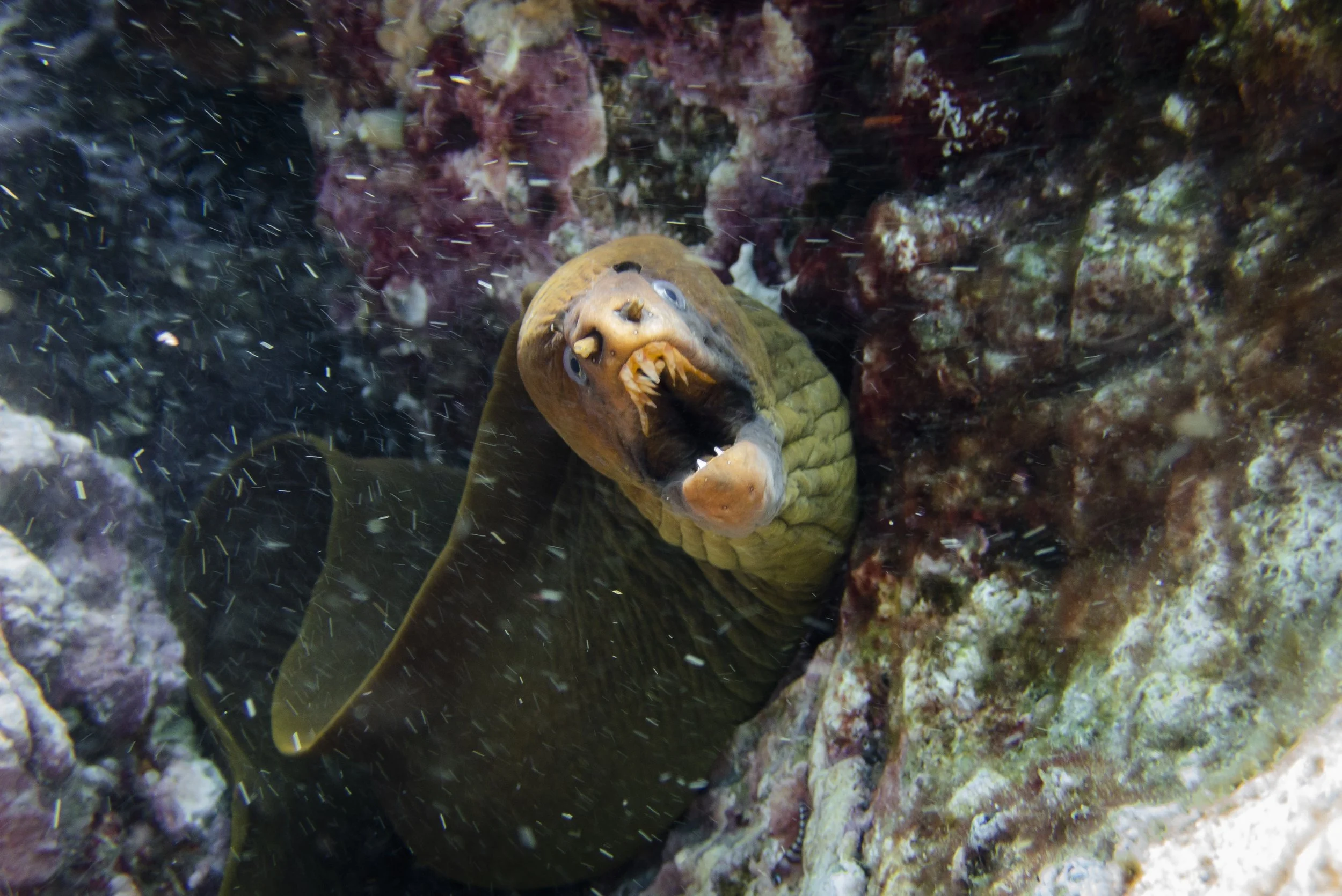 A moray eel peeking out from a coral reef, with its mouth open revealing sharp teeth, surrounded by colorful coral and rocks.