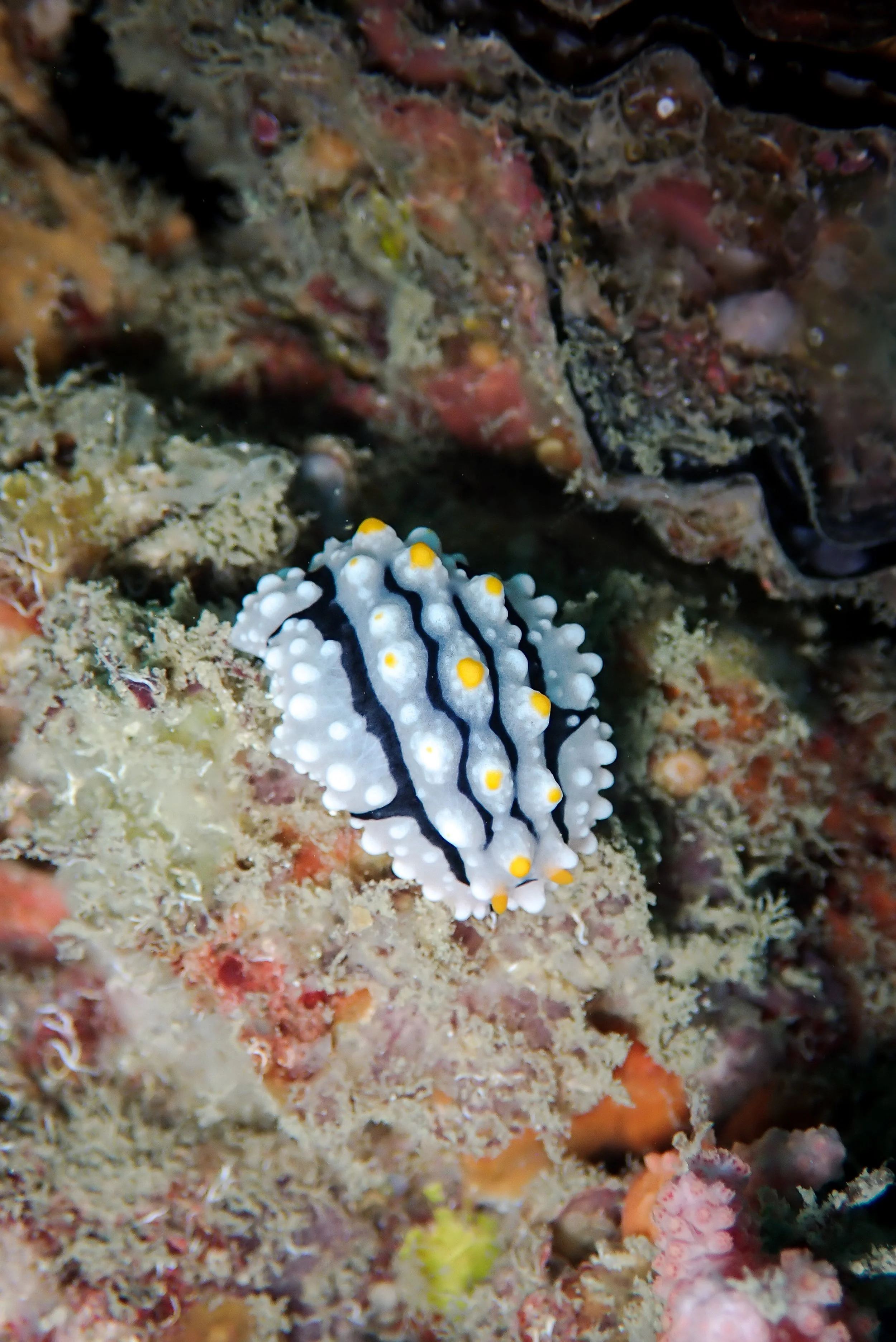 A colorful nudibranch sea slug with black, white, and yellow markings on a coral reef.