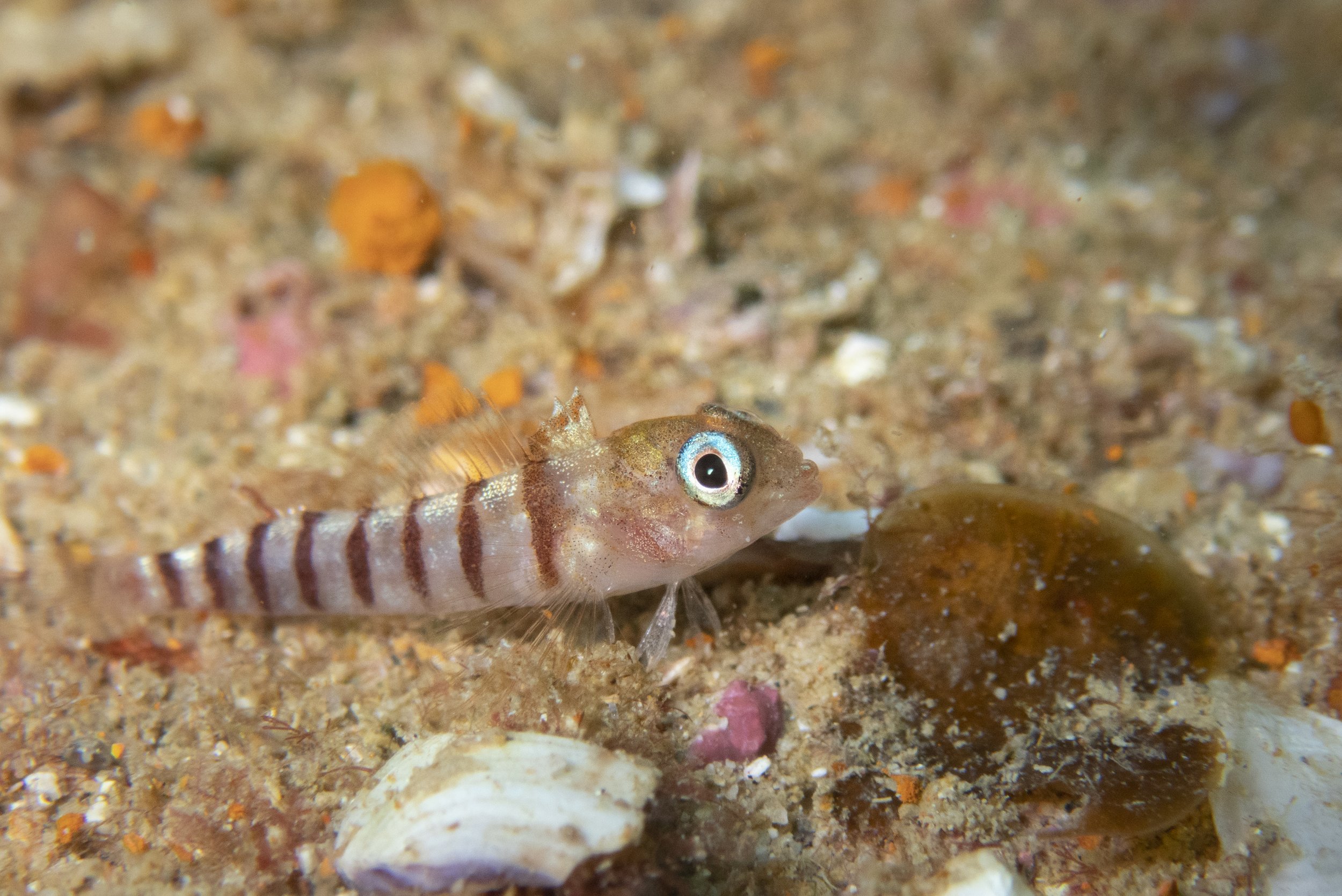 A small fish with brown and white stripes and a large blue eye, resting on a sandy ocean floor.