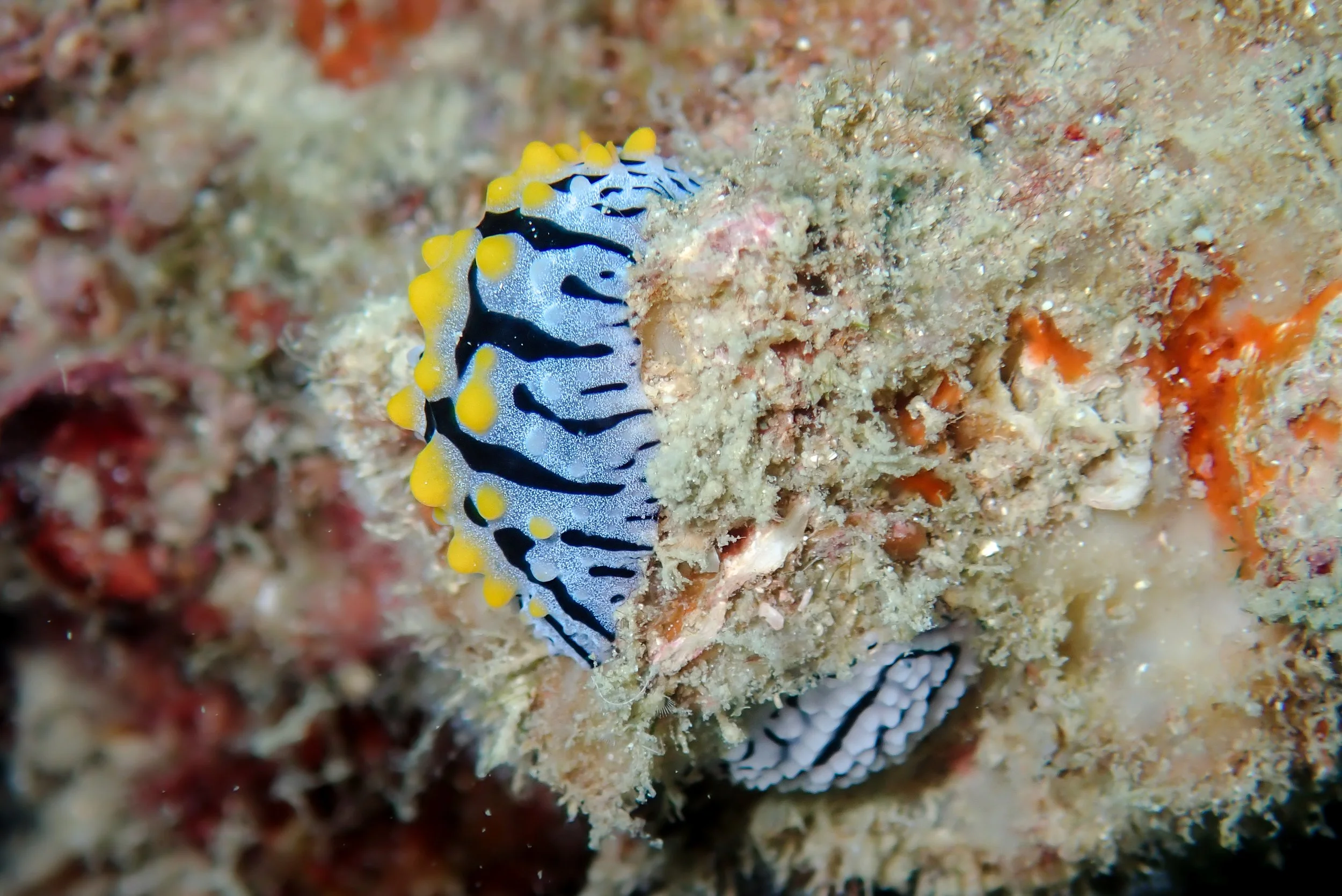 A colorful nudibranch sea slug with black, blue, and yellow markings on a coral reef.