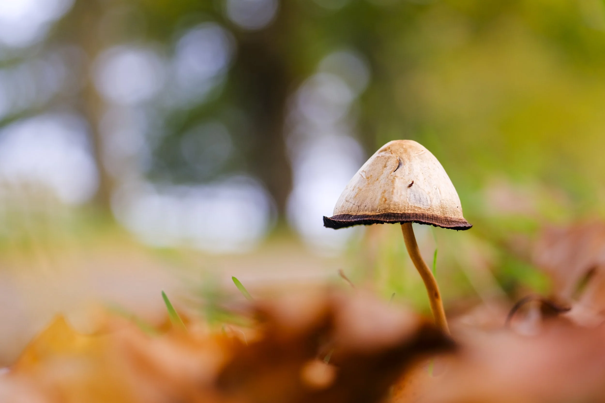 Close-up of a small mushroom with a light-colored cap and dark edges, growing among orange and brown fallen autumn leaves. Background features blurred trees and greenery.