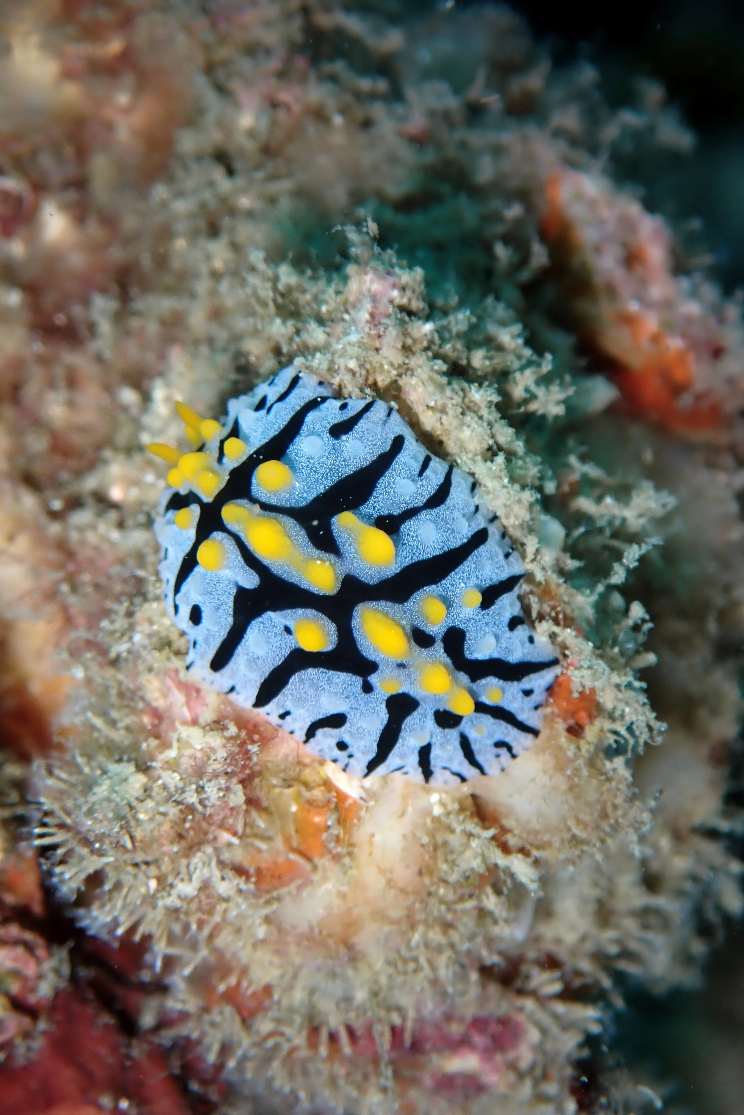 A colorful nudibranch sea slug with black and white striped pattern and yellow tips on its appendages, on a coral reef.