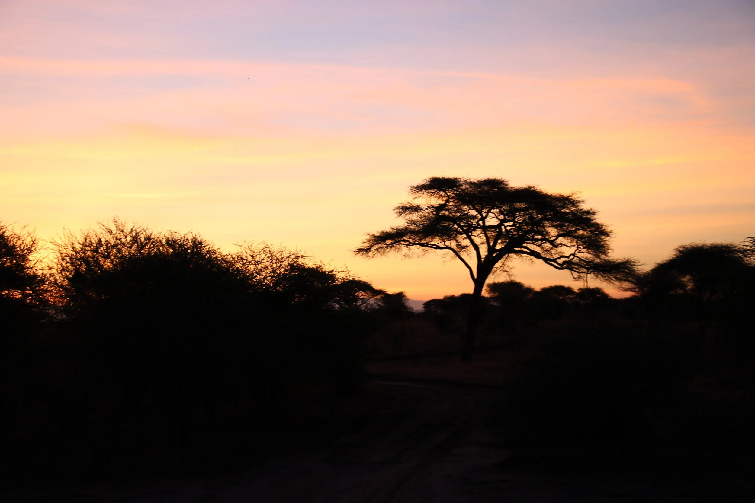 Silhouettes of trees with a colorful sunset sky in the background.