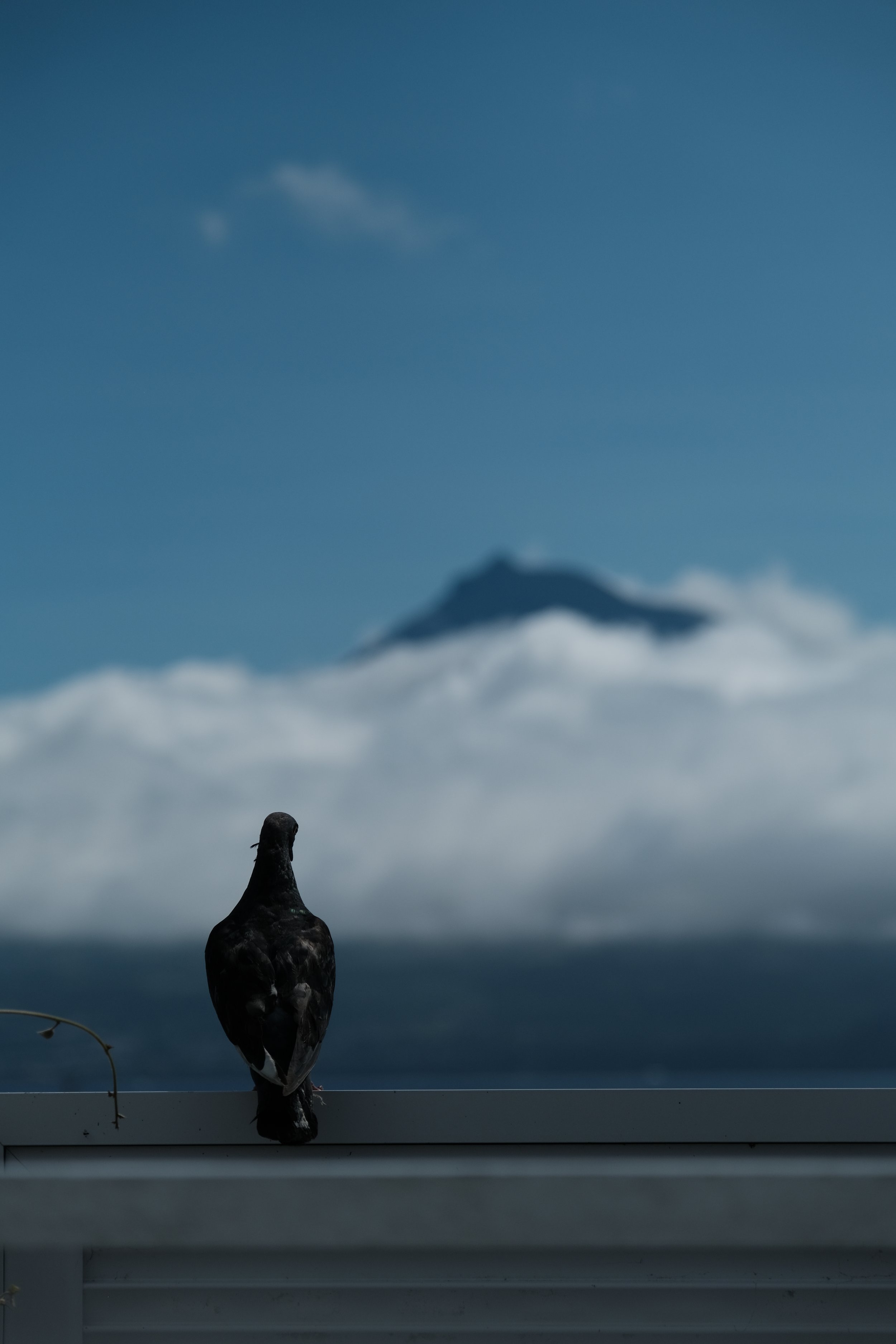 A pigeon sitting on a railing with a view of a mountain in the distance, underneath a partly cloudy sky.