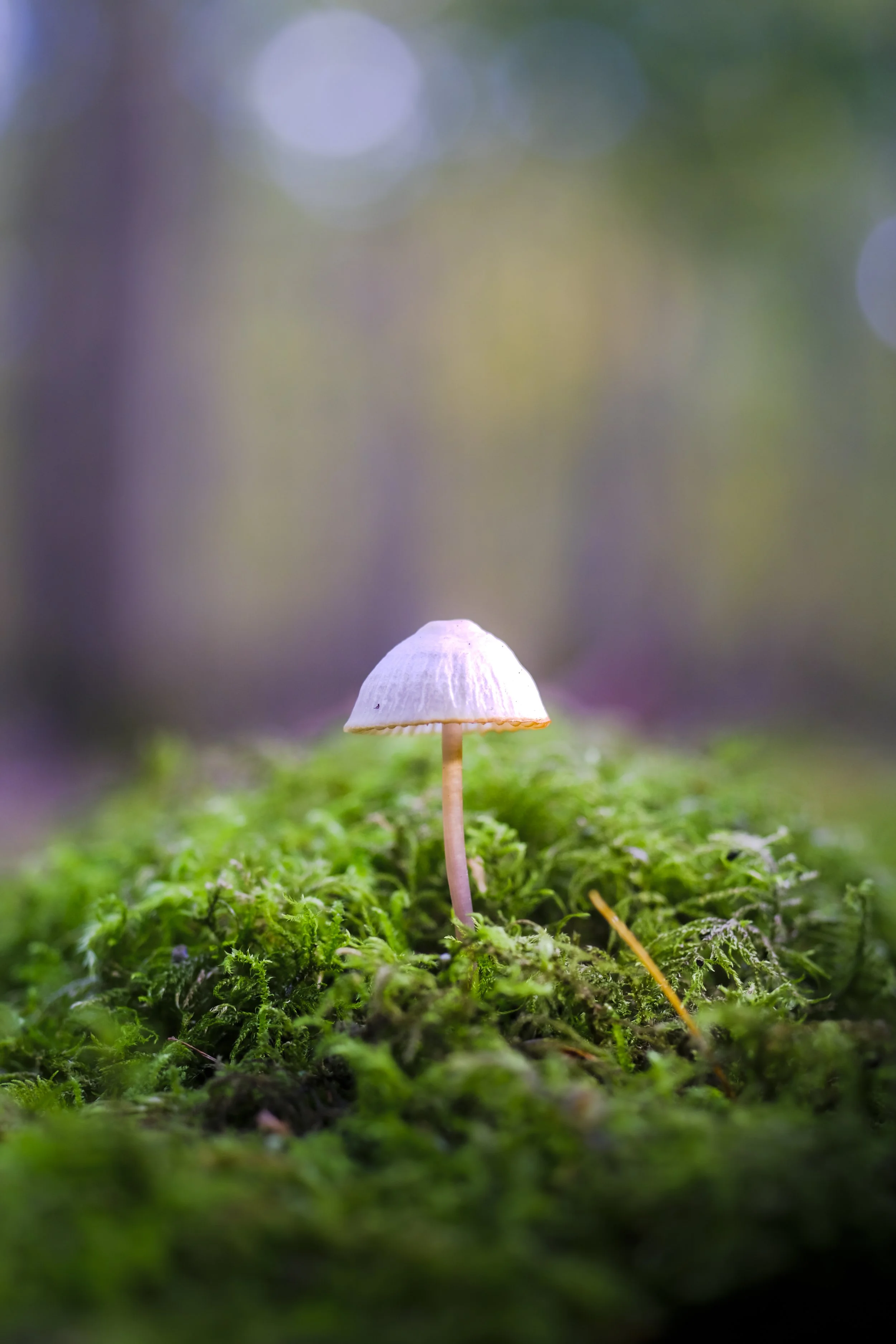 Small mushroom growing on moss-covered ground in a forest.