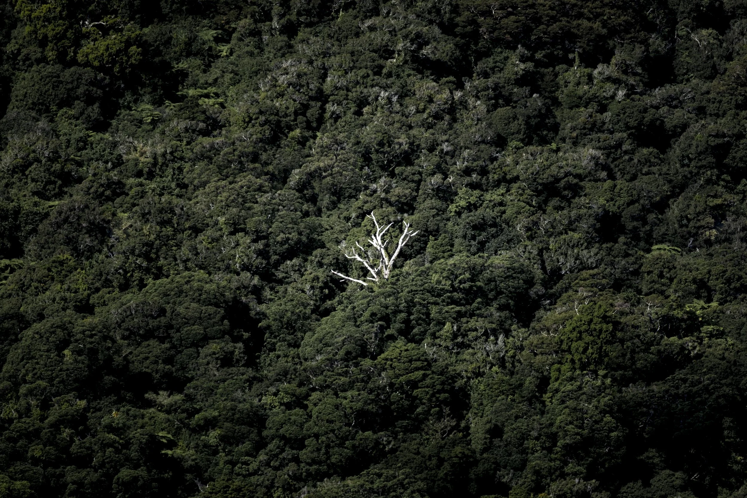 Aerial view of a dense green forest with a few visible white tree branches in the center.