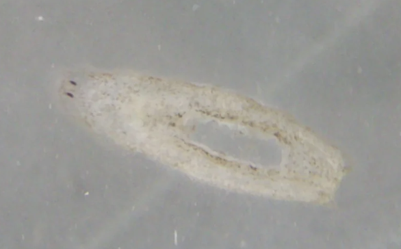 Planarian & Environmental Science Research