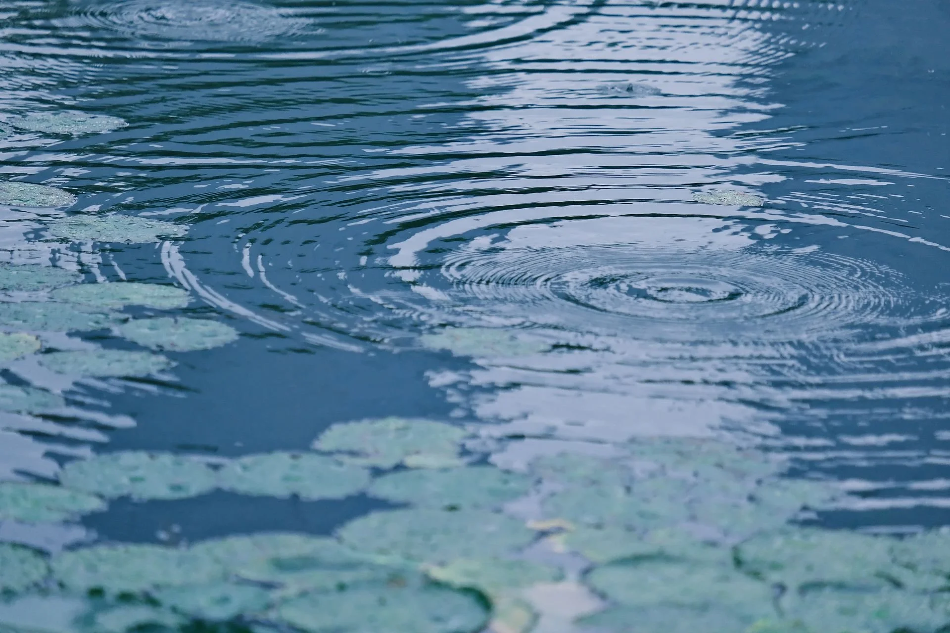 Ripples on a pond with lily pads