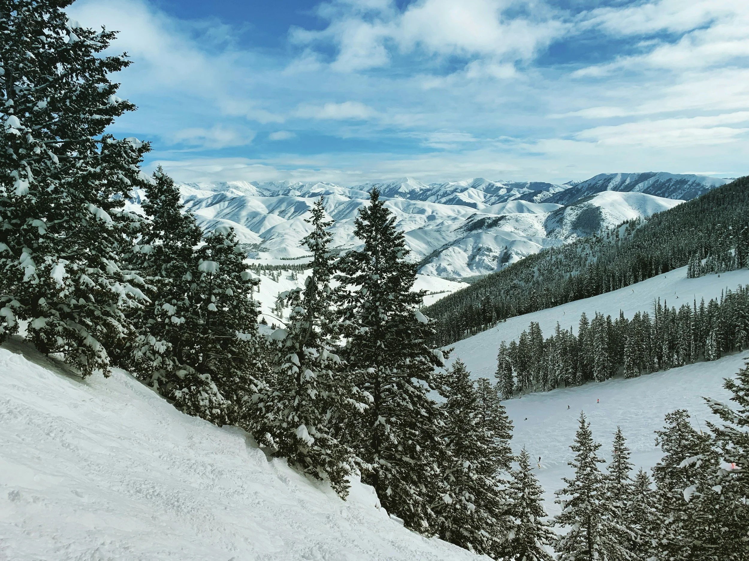 Evergreen forest and snowy Idaho mountains