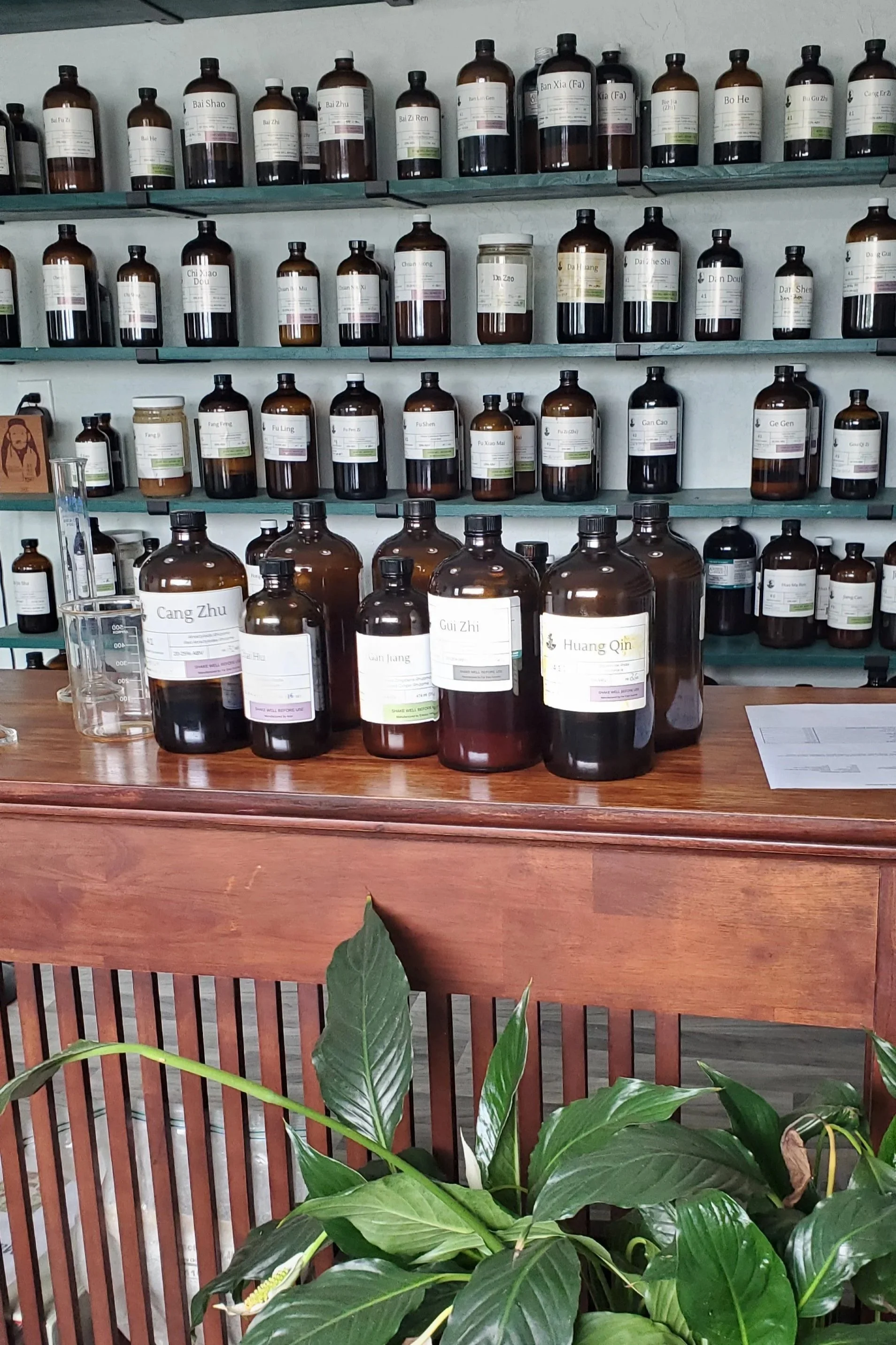 A pharmacy or herbal shop with multiple shelves filled with brown bottles labeled with traditional Chinese medicine names. In front of the shelves, there is a wooden counter and lush green plants at the bottom of the image.