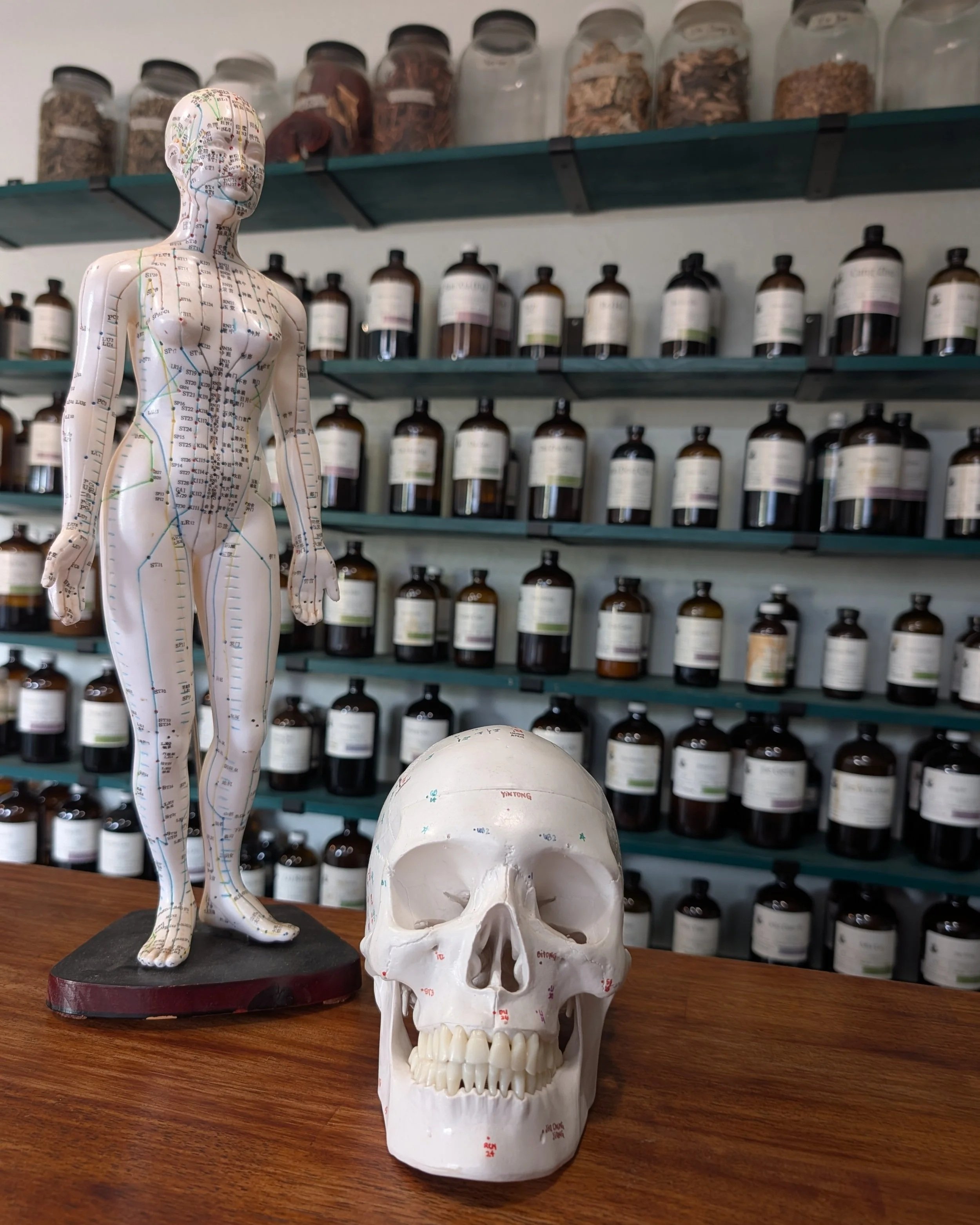A human anatomy model with acupressure meridian lines standing on a black base, and a human skull model with color markings on a wooden surface, with shelves of jars in the background.