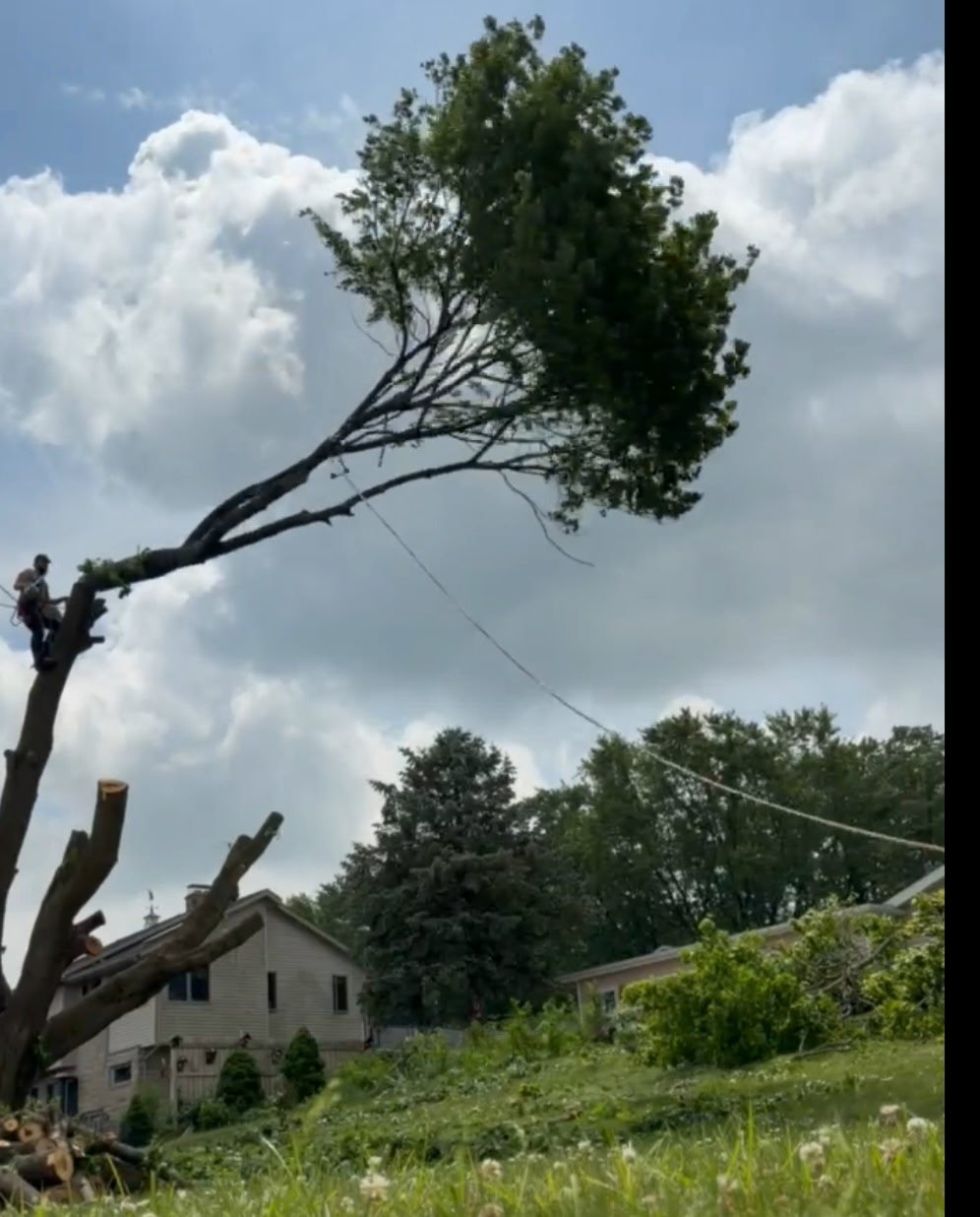Tree Removal