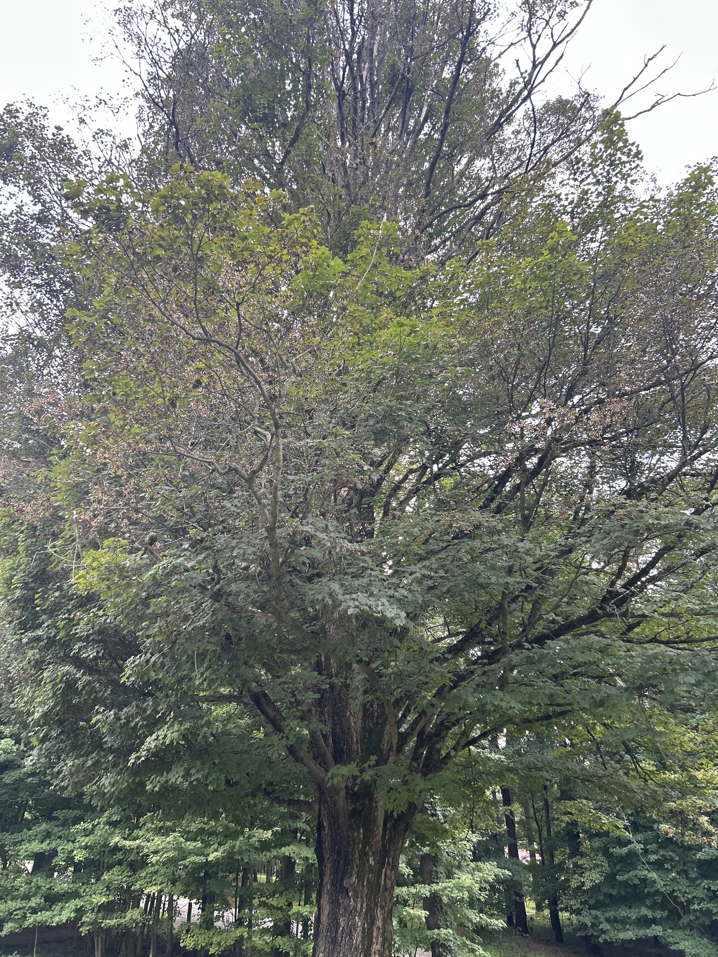 Tree Trimming