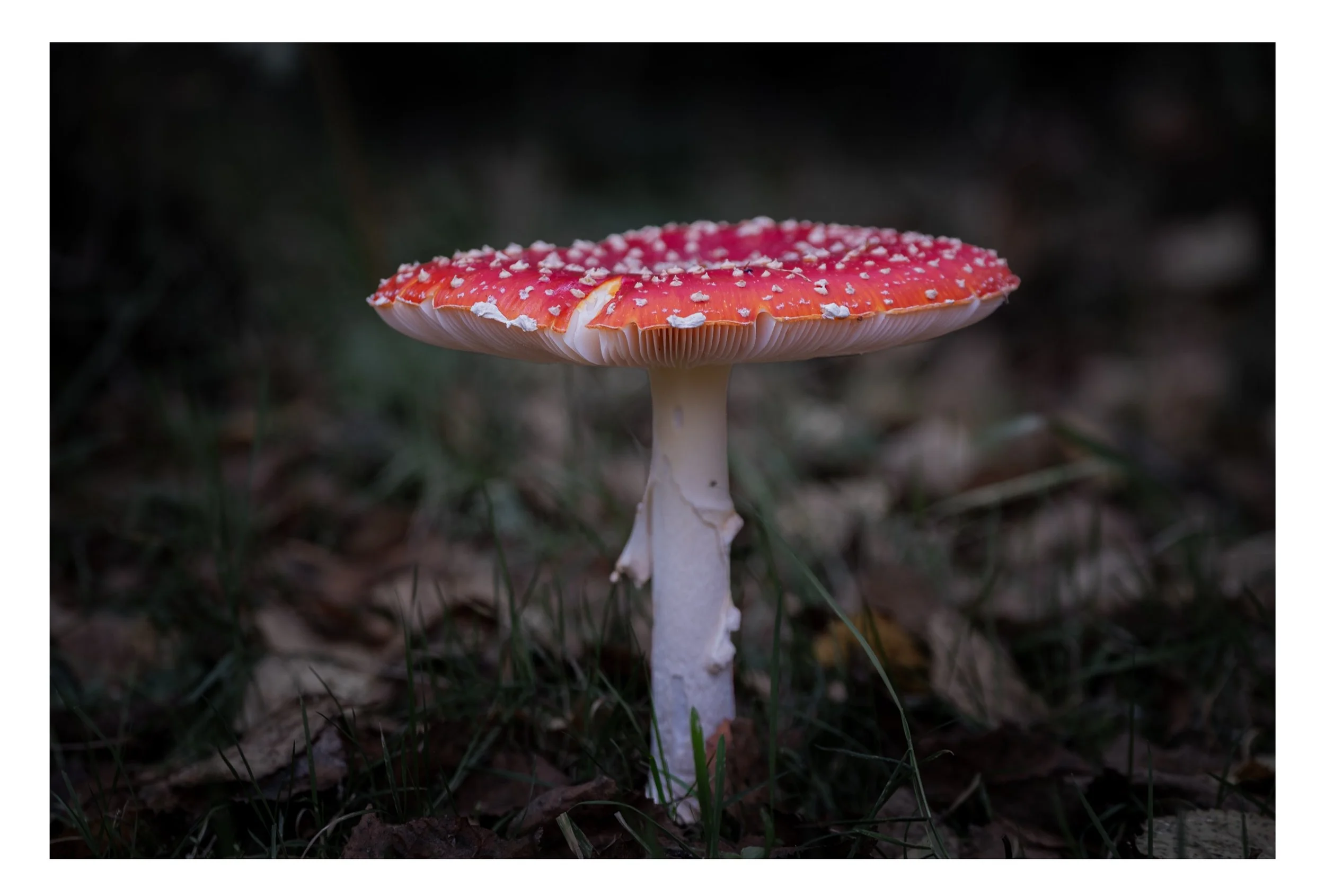 mushropm45.jpg
